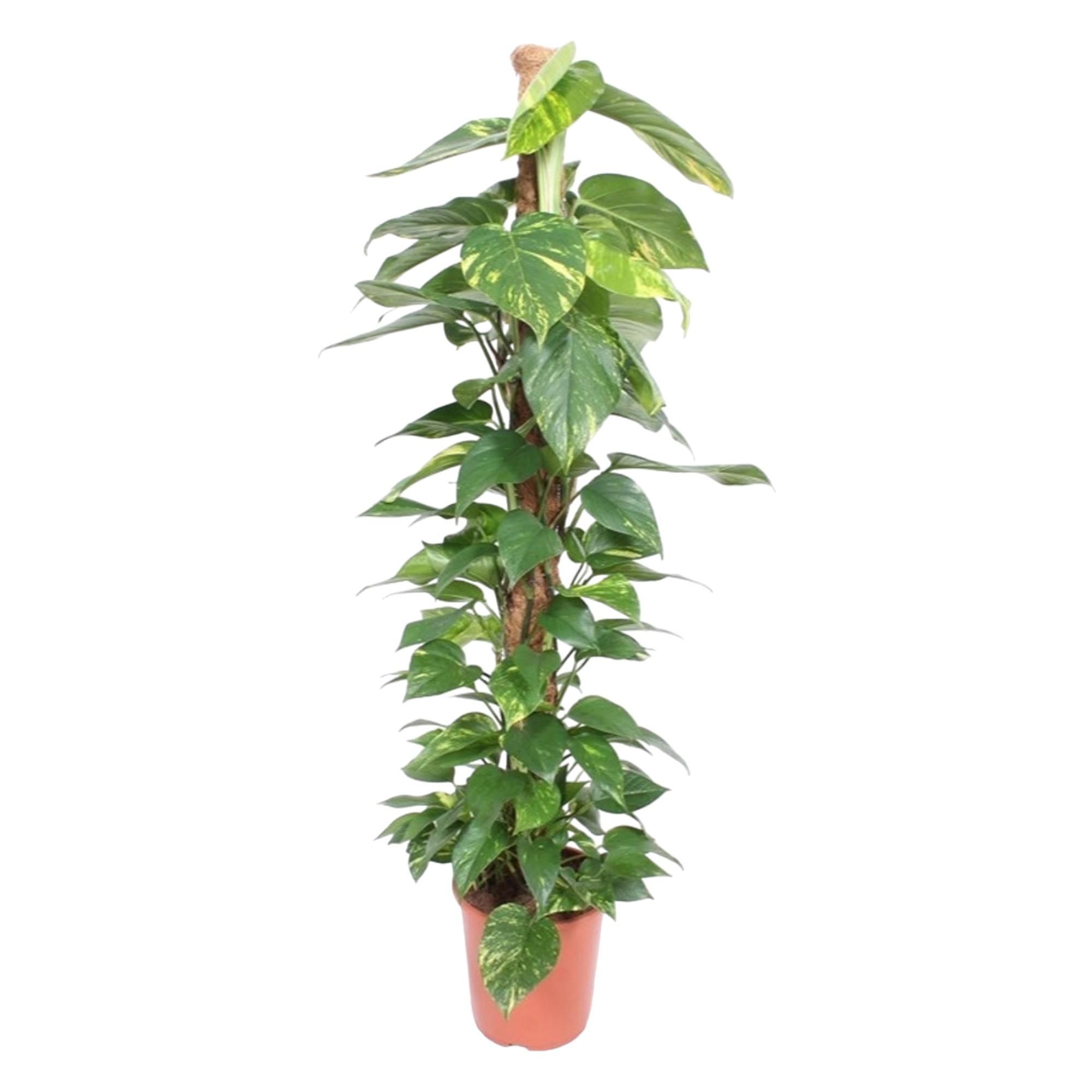 Epipremnum Aureum Kletterpflanze mit Moosstab