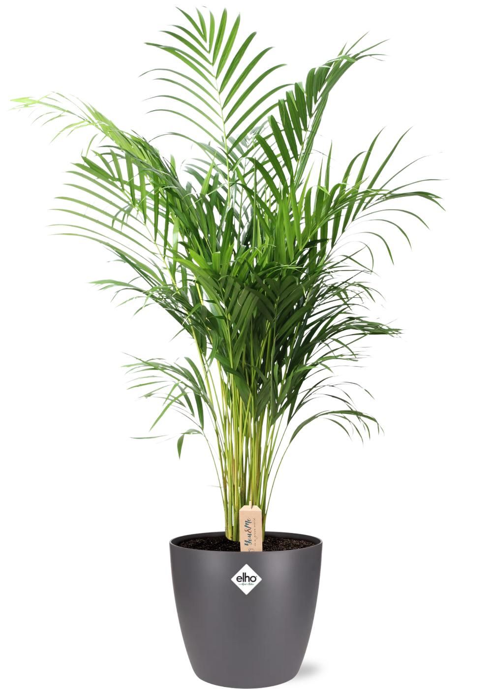 Dypsis Lutescens (Areca) - Ø24cm - Inkl. Anthrazit Topf