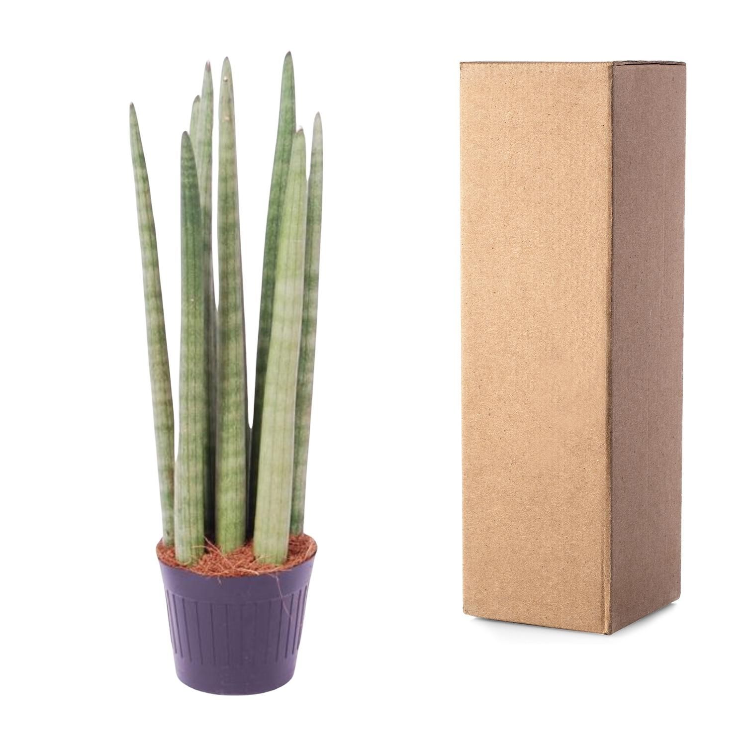 Sansevieria cylindrica – Elegante Zimmerpflanze mit schwertförmigen Blättern