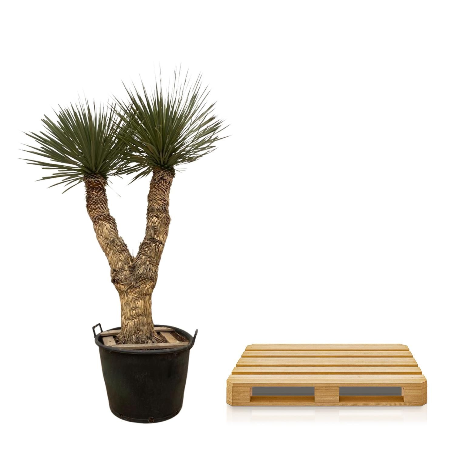 Yucca Rostrata Hydrapalme