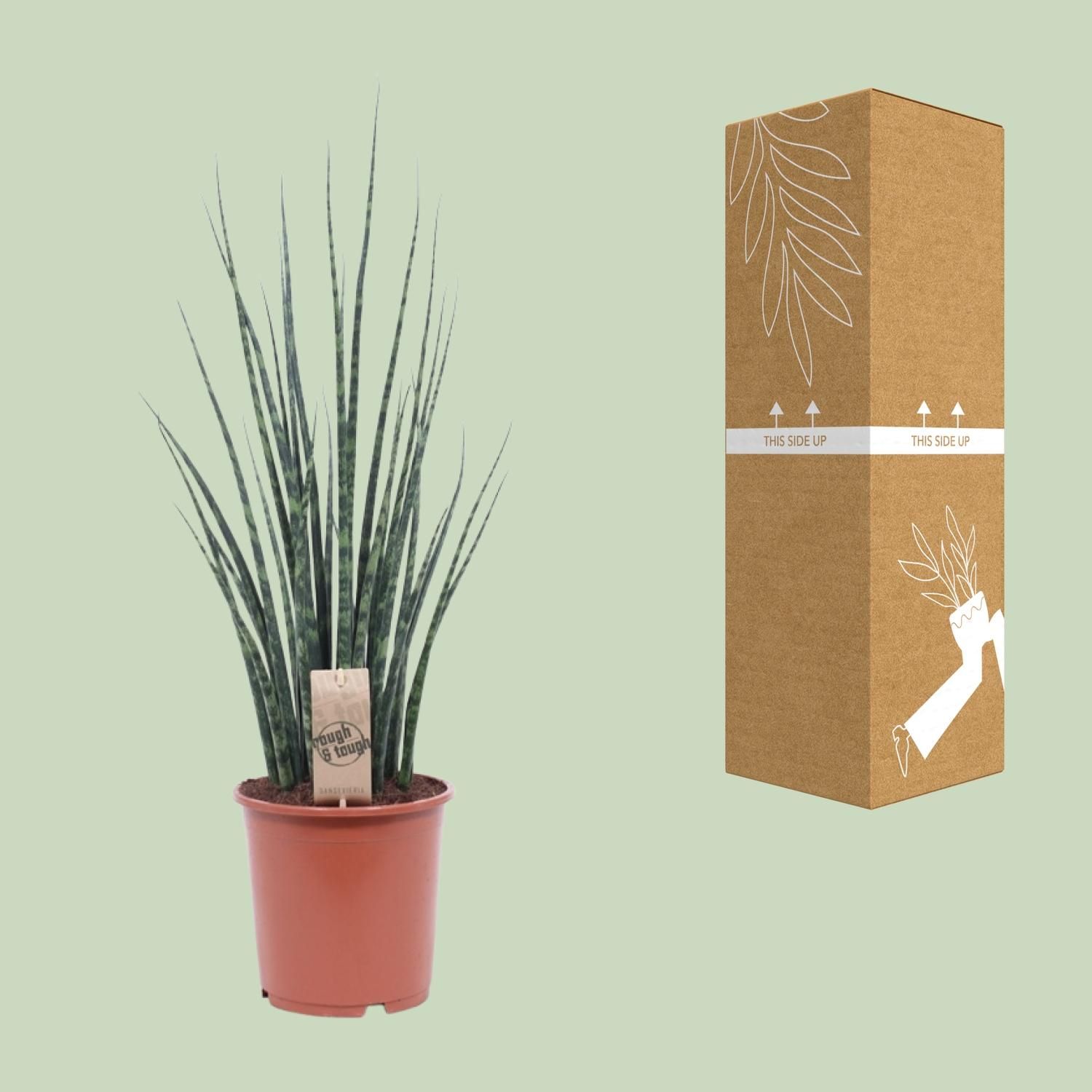 Sansevieria Fernwood Mikado – elegante Schlangenpflanze