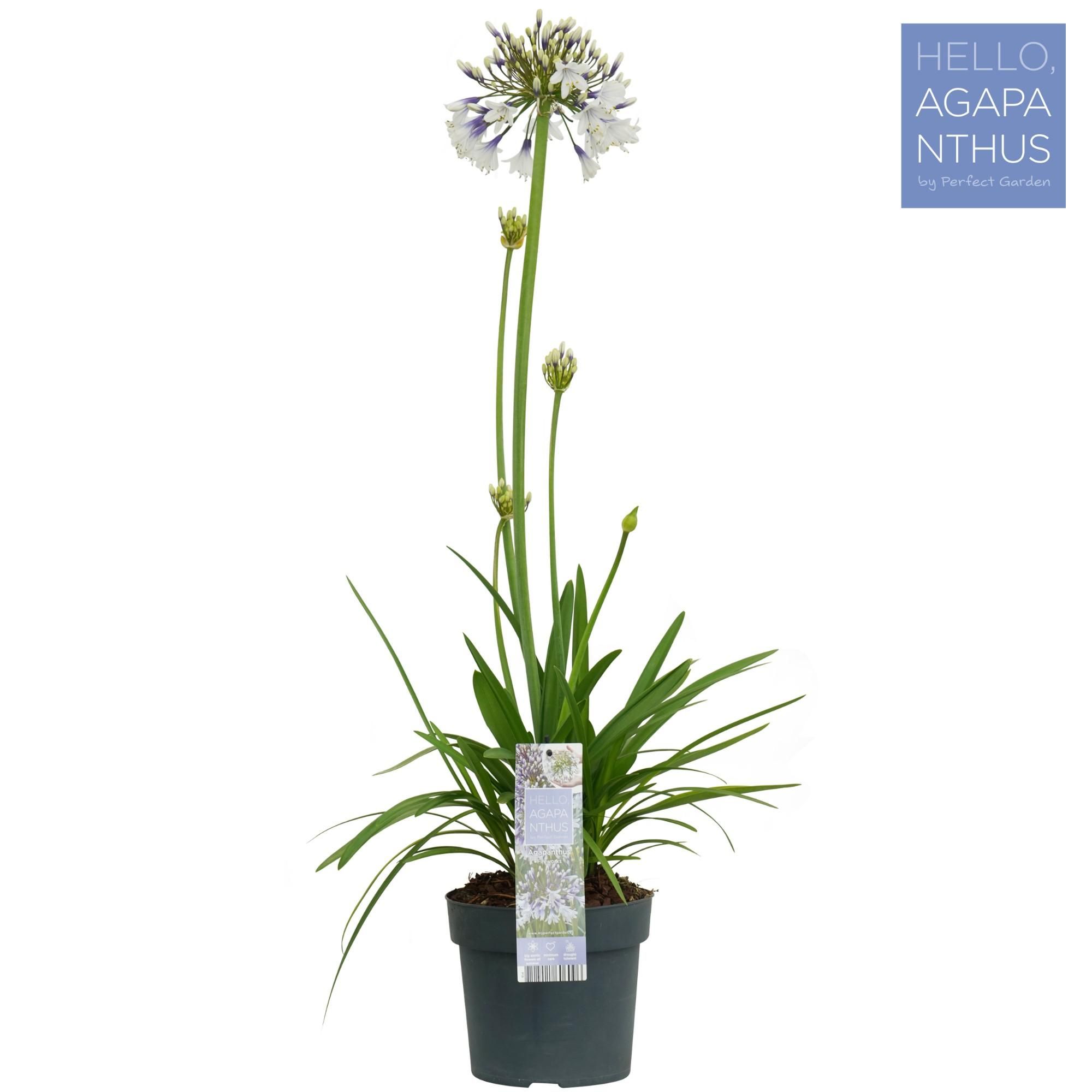 Agapanthus Fireworks - Elegante Gartenpflanze