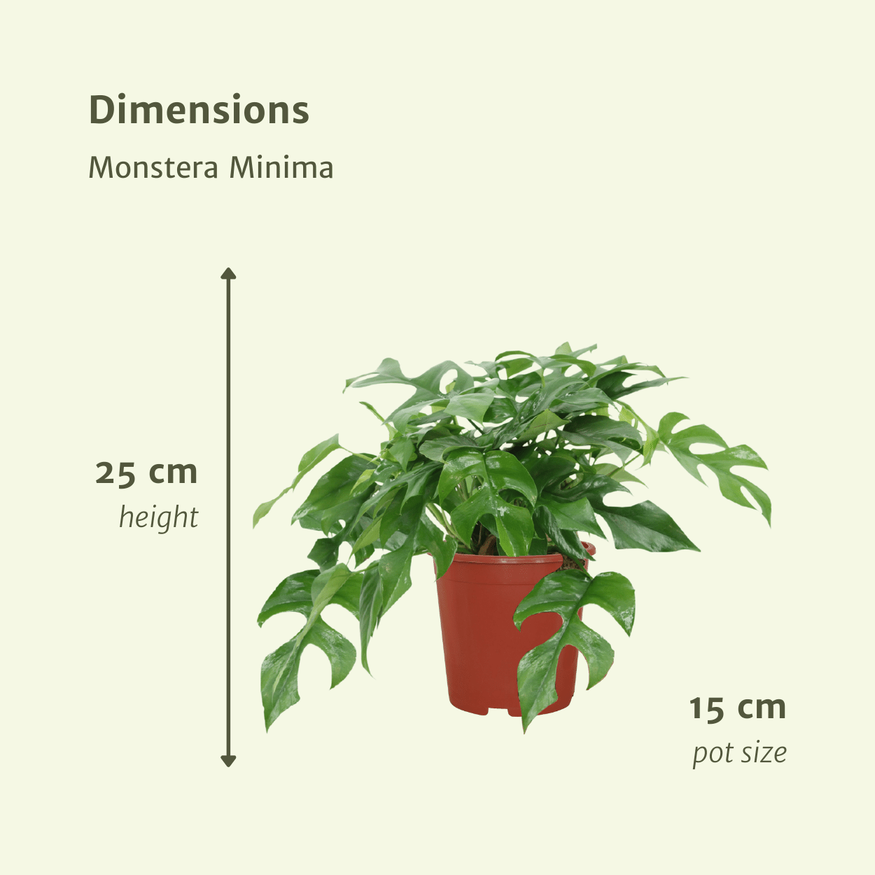 Monstera Minima Zimmerpflanze