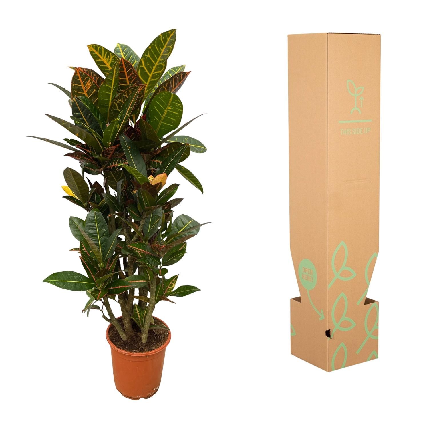 Codiaeum Croton Petra - Bunte Zimmerpflanze