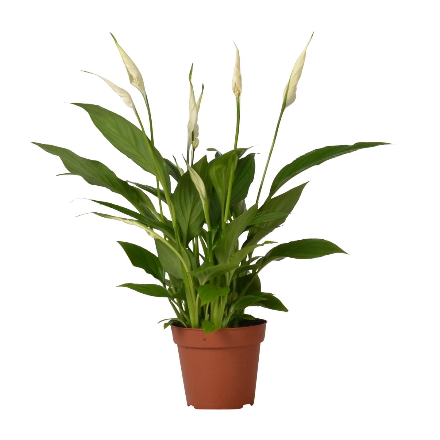 Spathiphyllum Bingo Cupido Zimmerpflanze