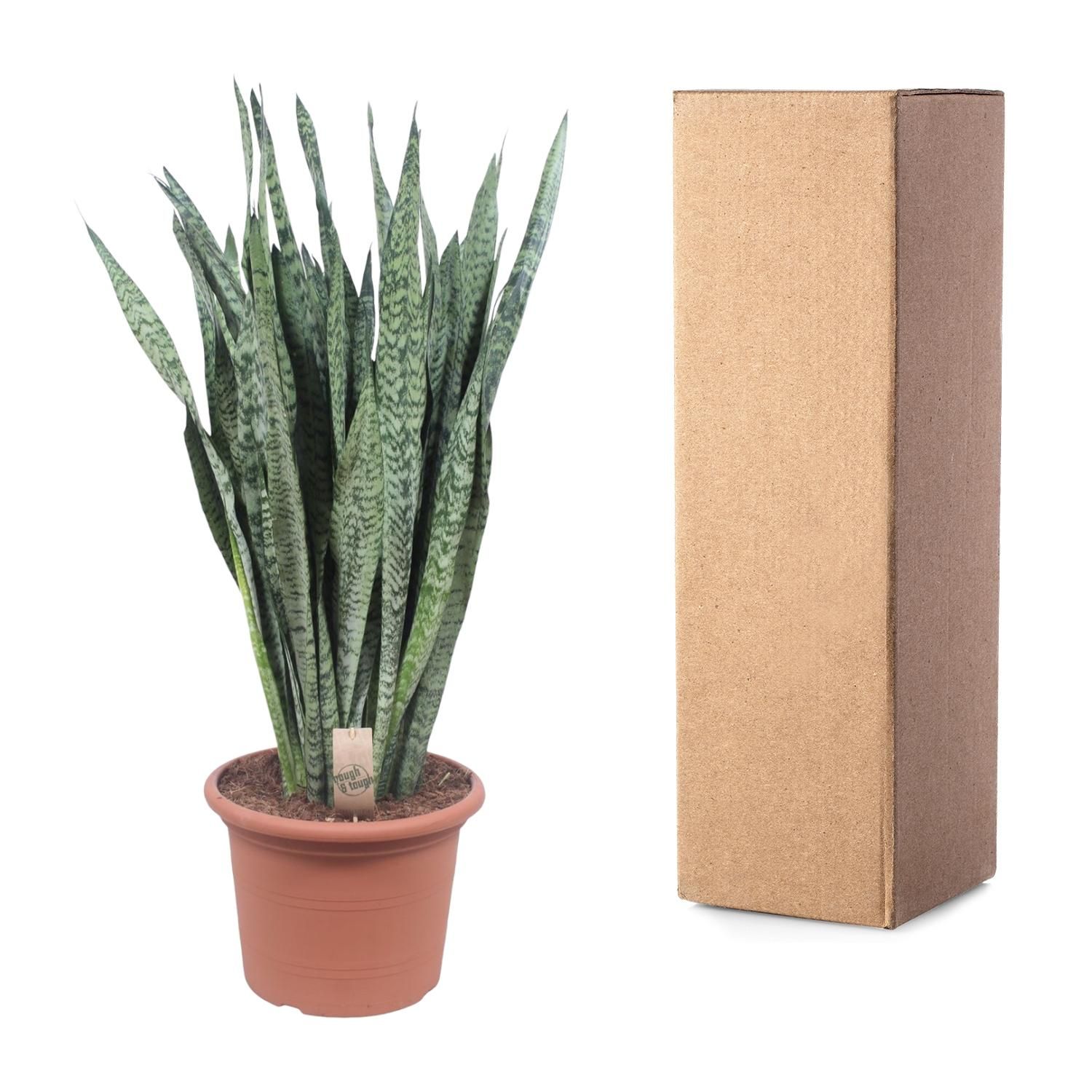 Sansevieria Zeylenica – elegante Zimmerpflanze mit einzigartigem Laub