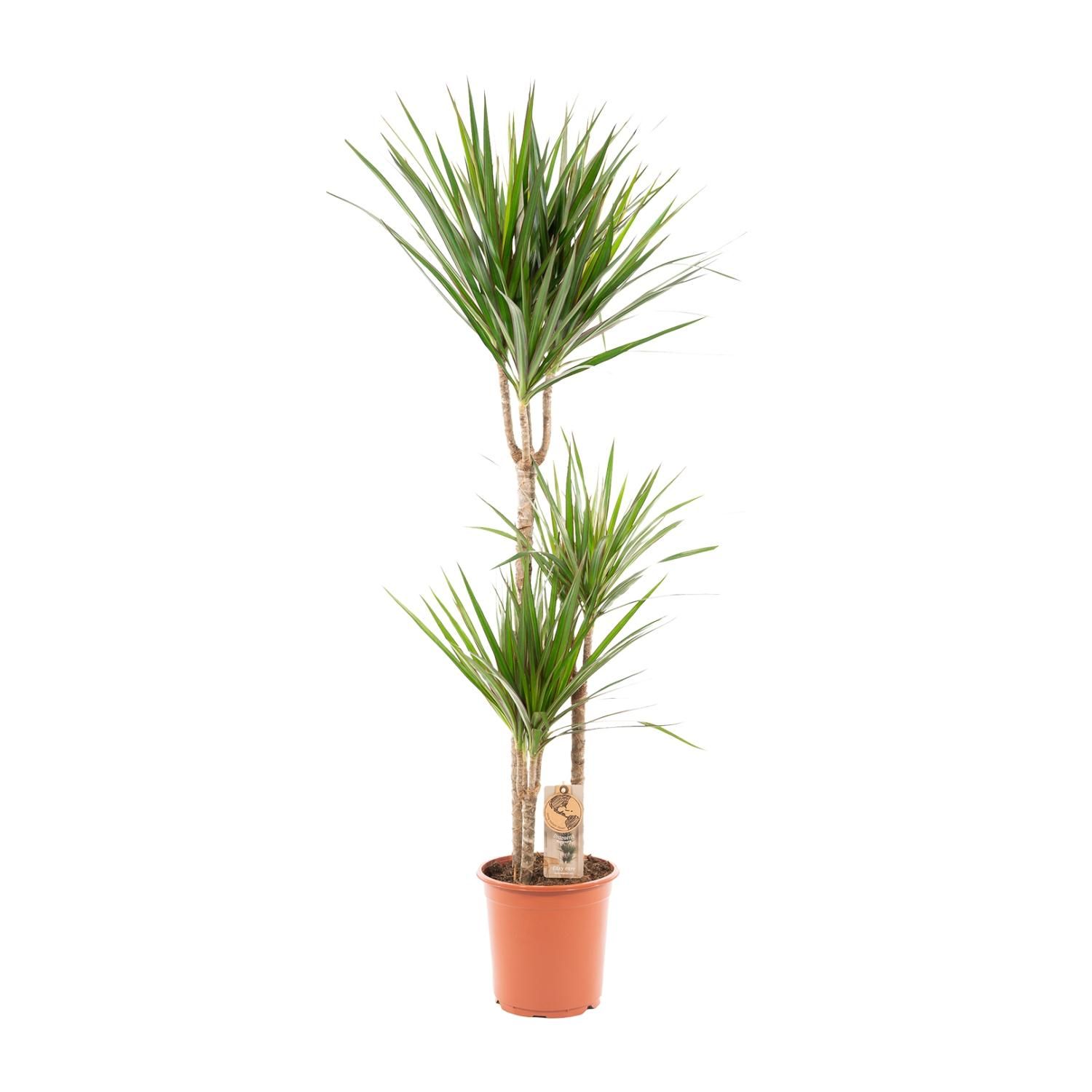 Dracaena Marginata Drachenbaum Zimmerpflanze