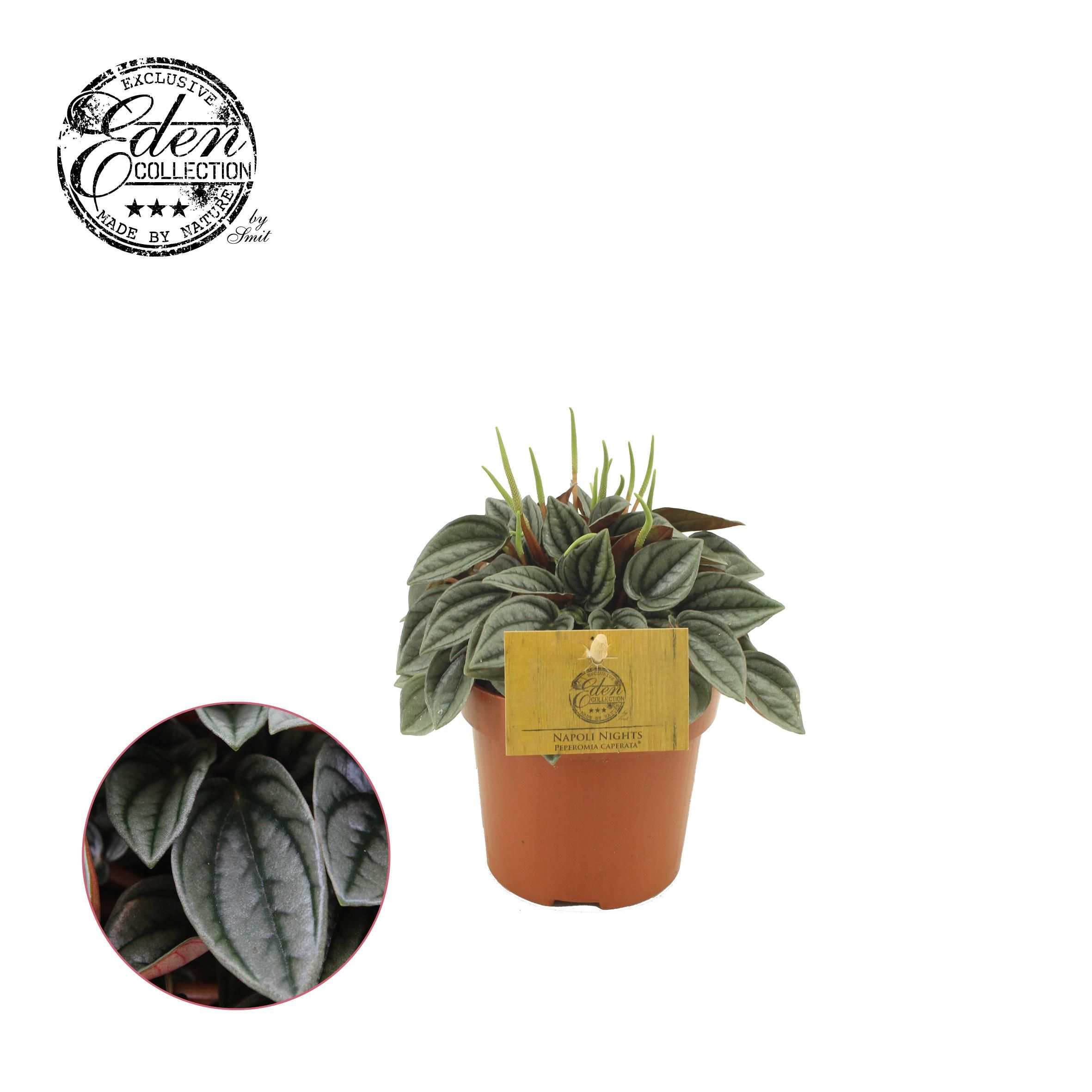 Peperomia Napoli Nights – Ø10,5cm – ↕15cm