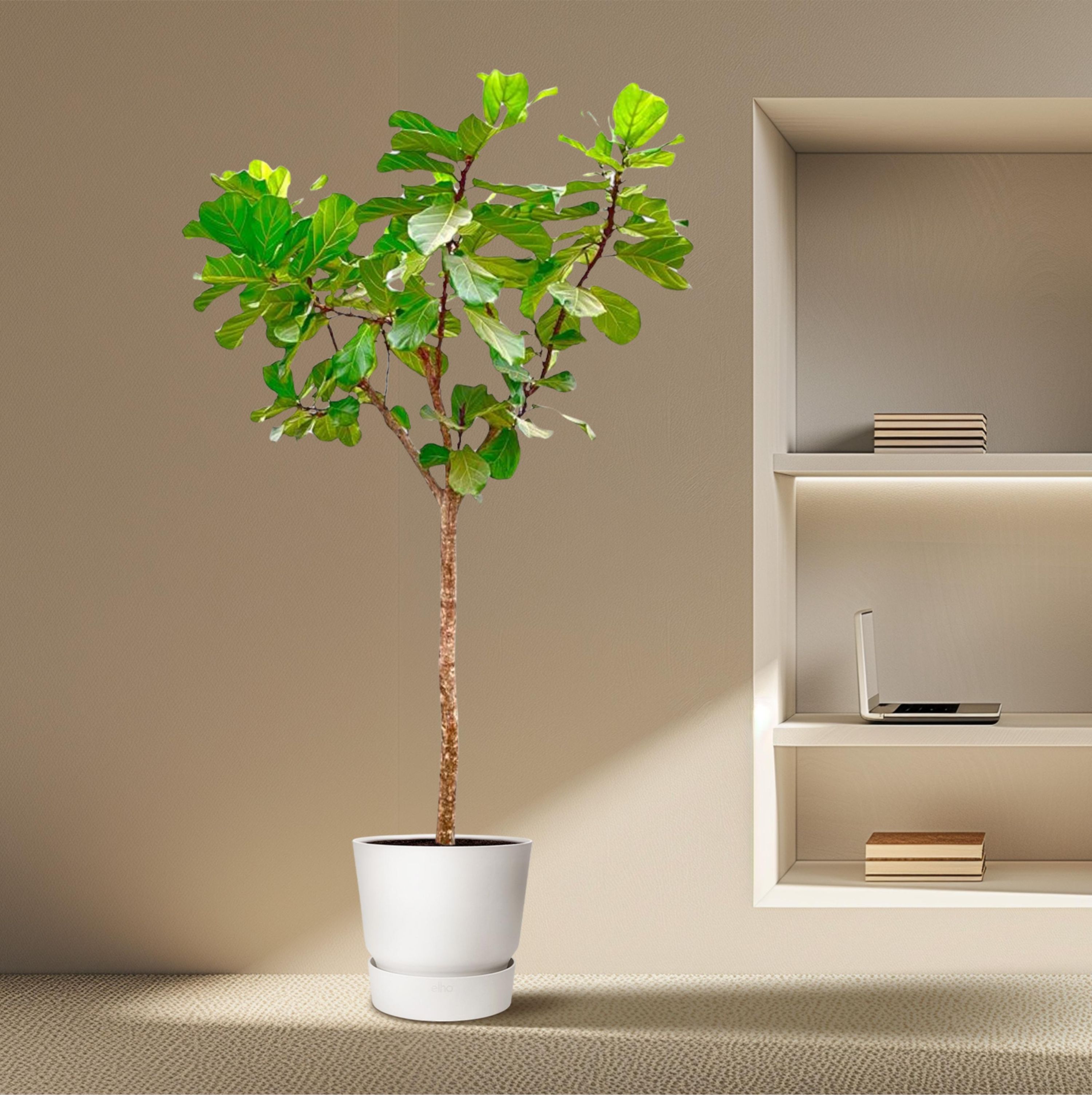 Ficus Lyrata Geigenfeige großer Zimmerbaum
