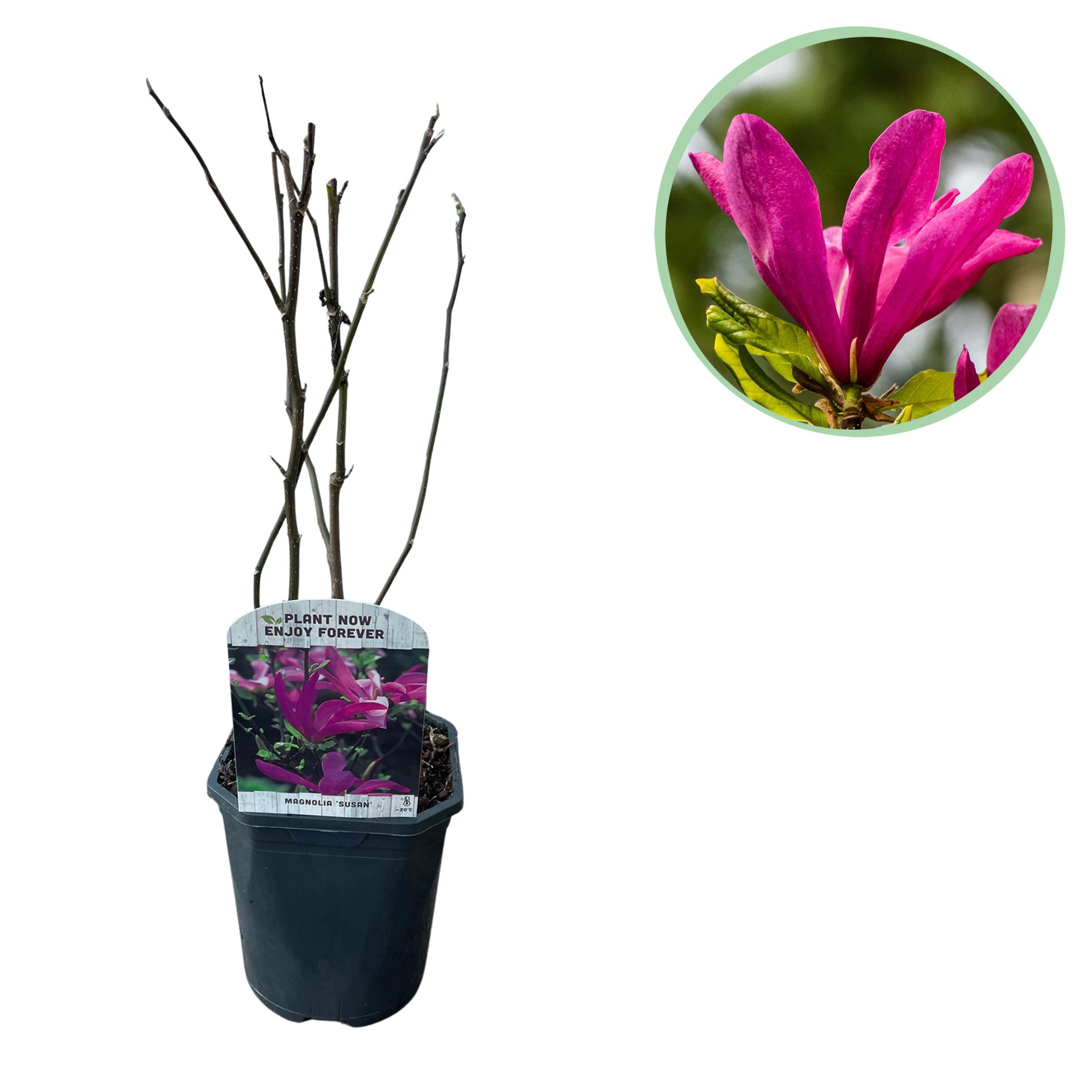 Magnolia Susan Strauch – Dunkelrosa Blüten – Laubabwerfend – Pflegeleicht
