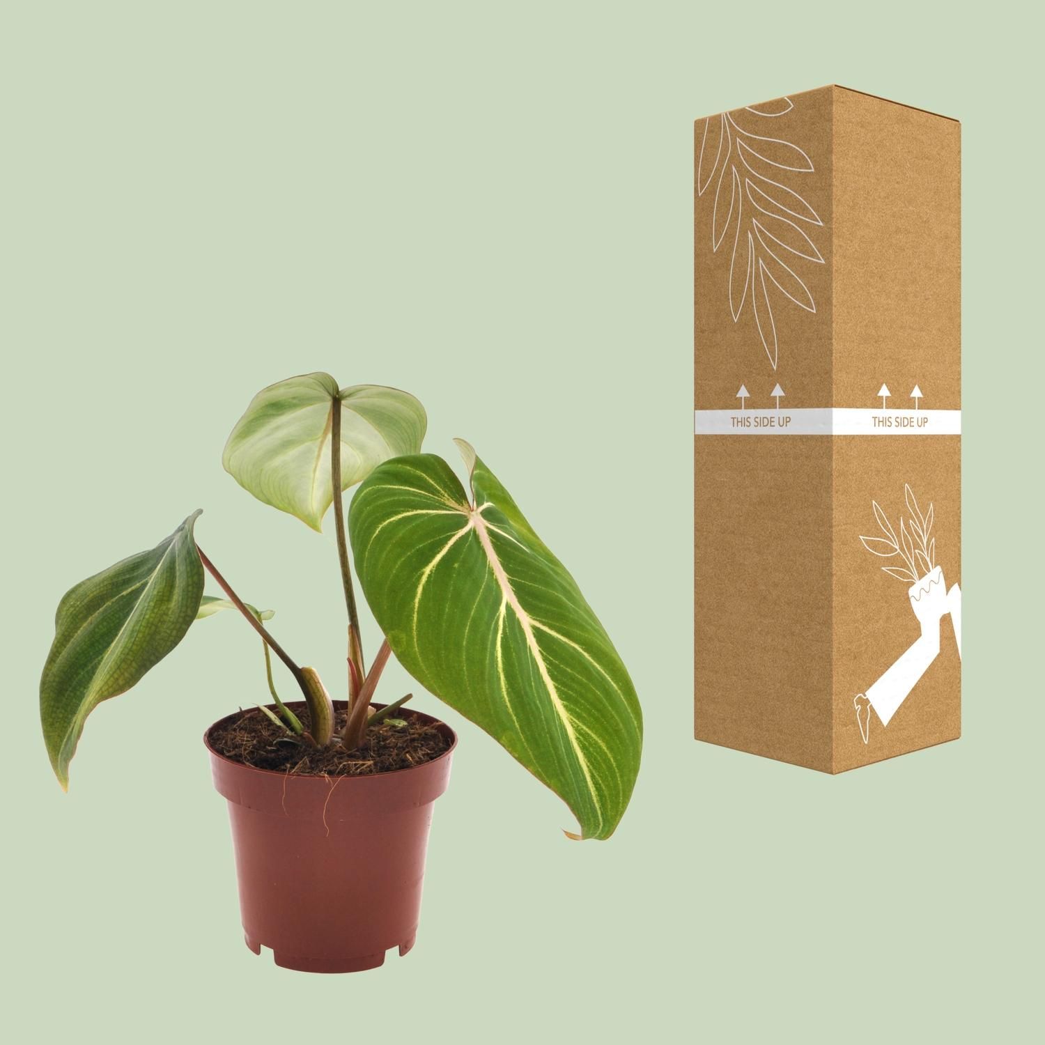 Philodendron Selloum Atom Zimmerpflanze