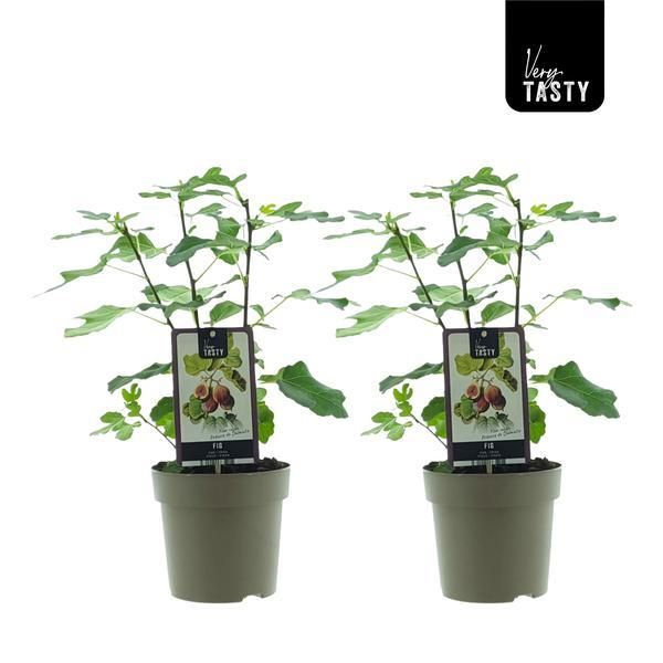 Ficus Precose De Dalmatie – 2 Pflanzen – Ø15cm – ↕40cm