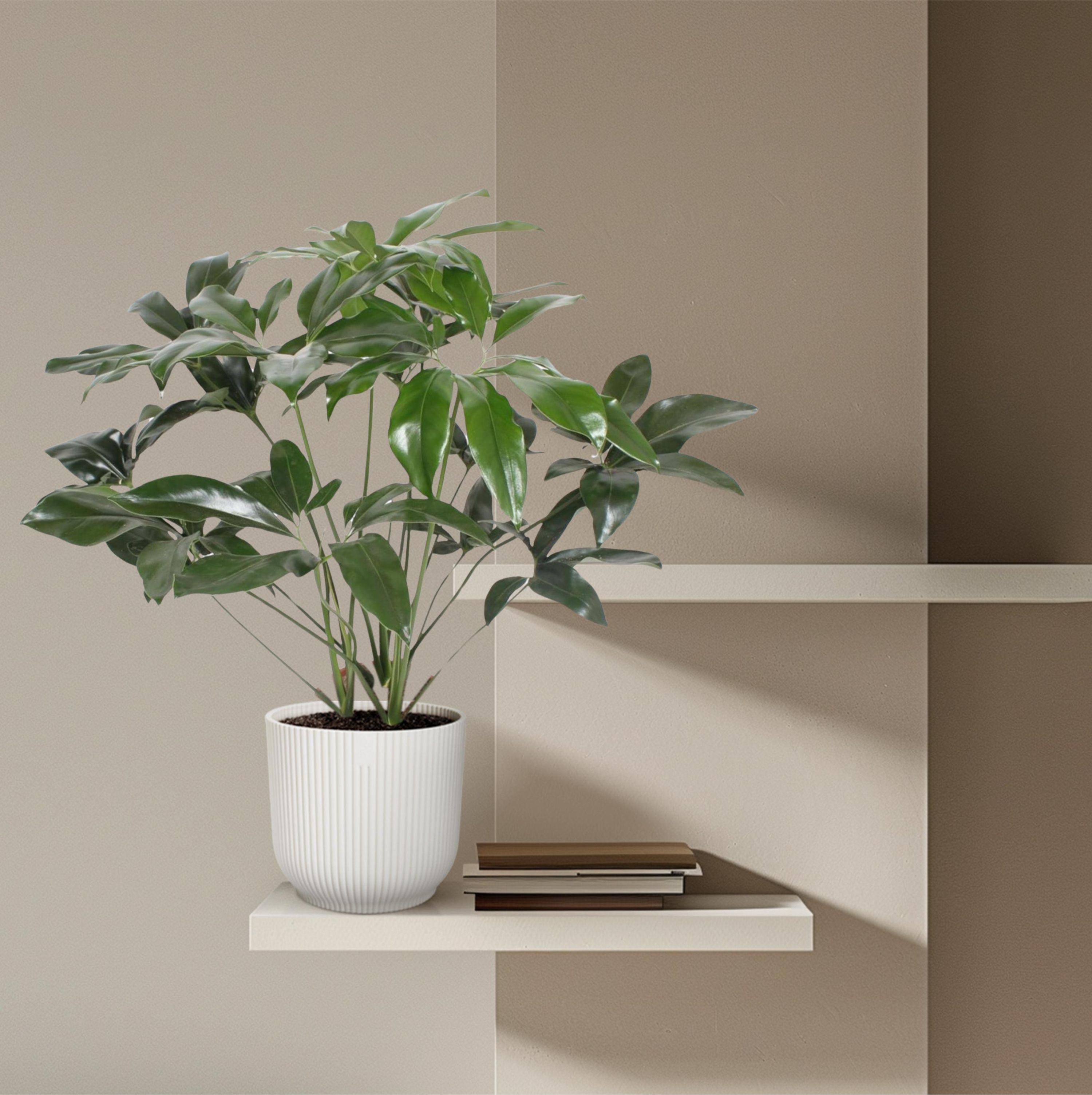 Philodendron Green Wonder Zimmerpflanze