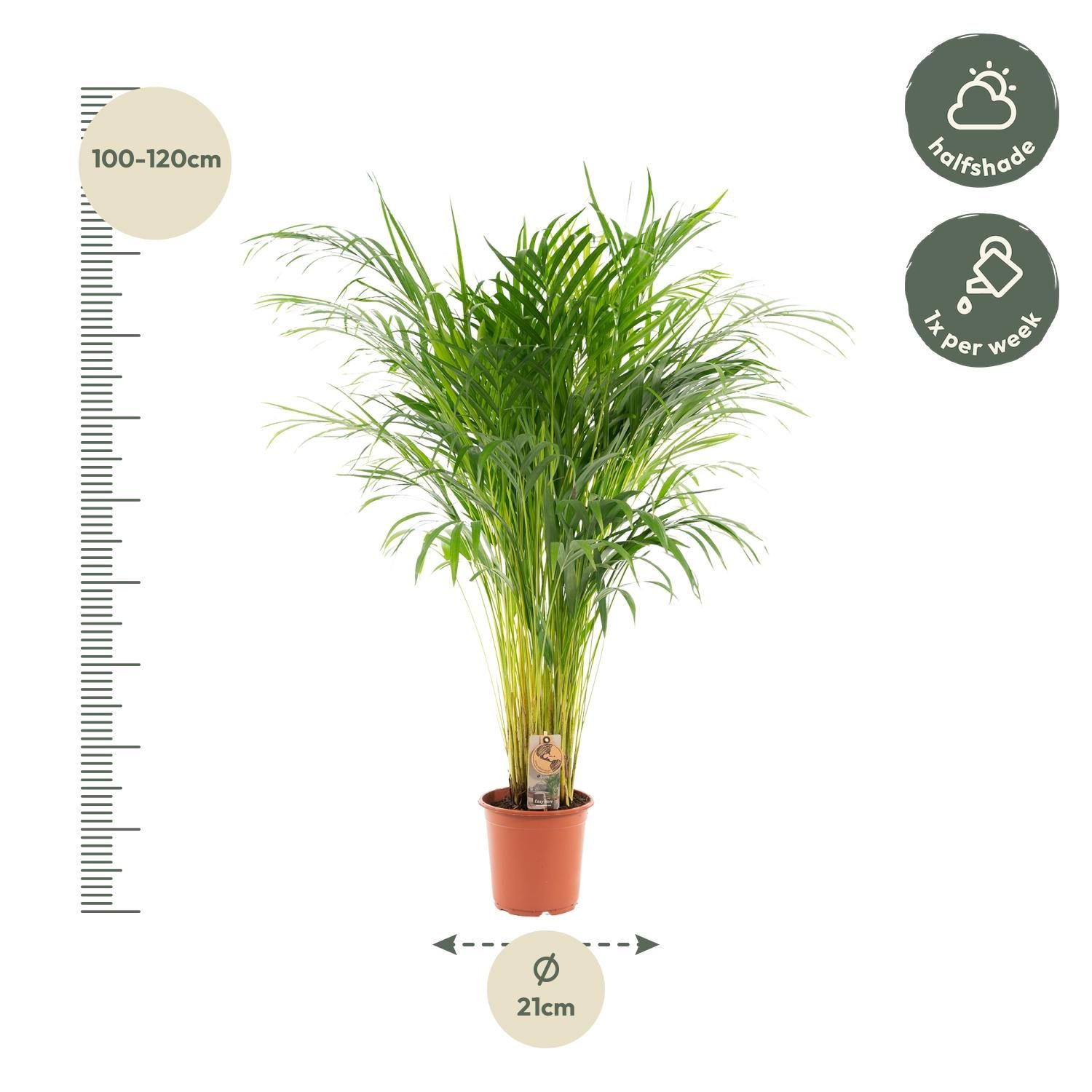 Areca-Palme Zimmerpflanze