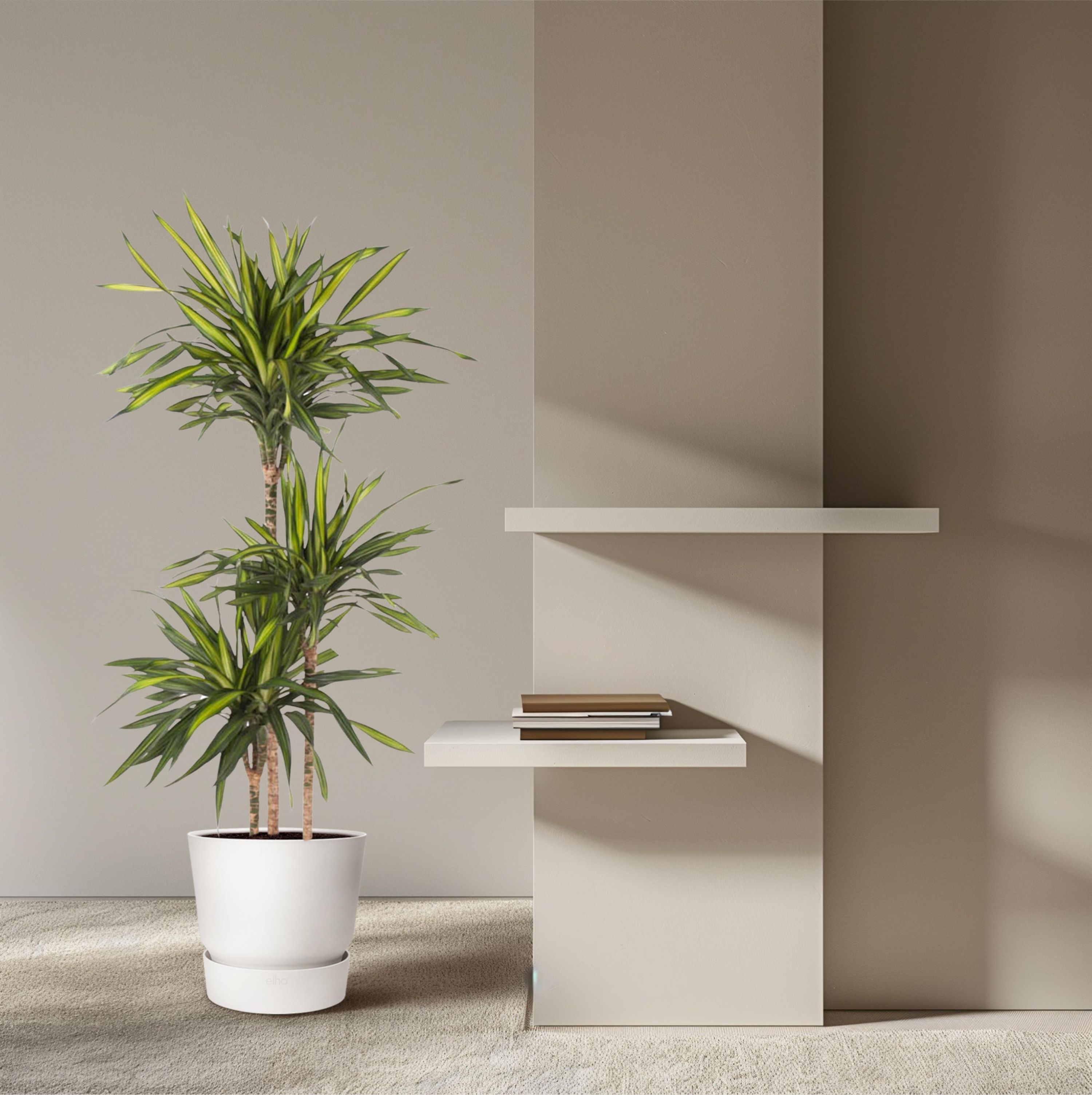 Dracaena Riki elegante Zimmerpflanze