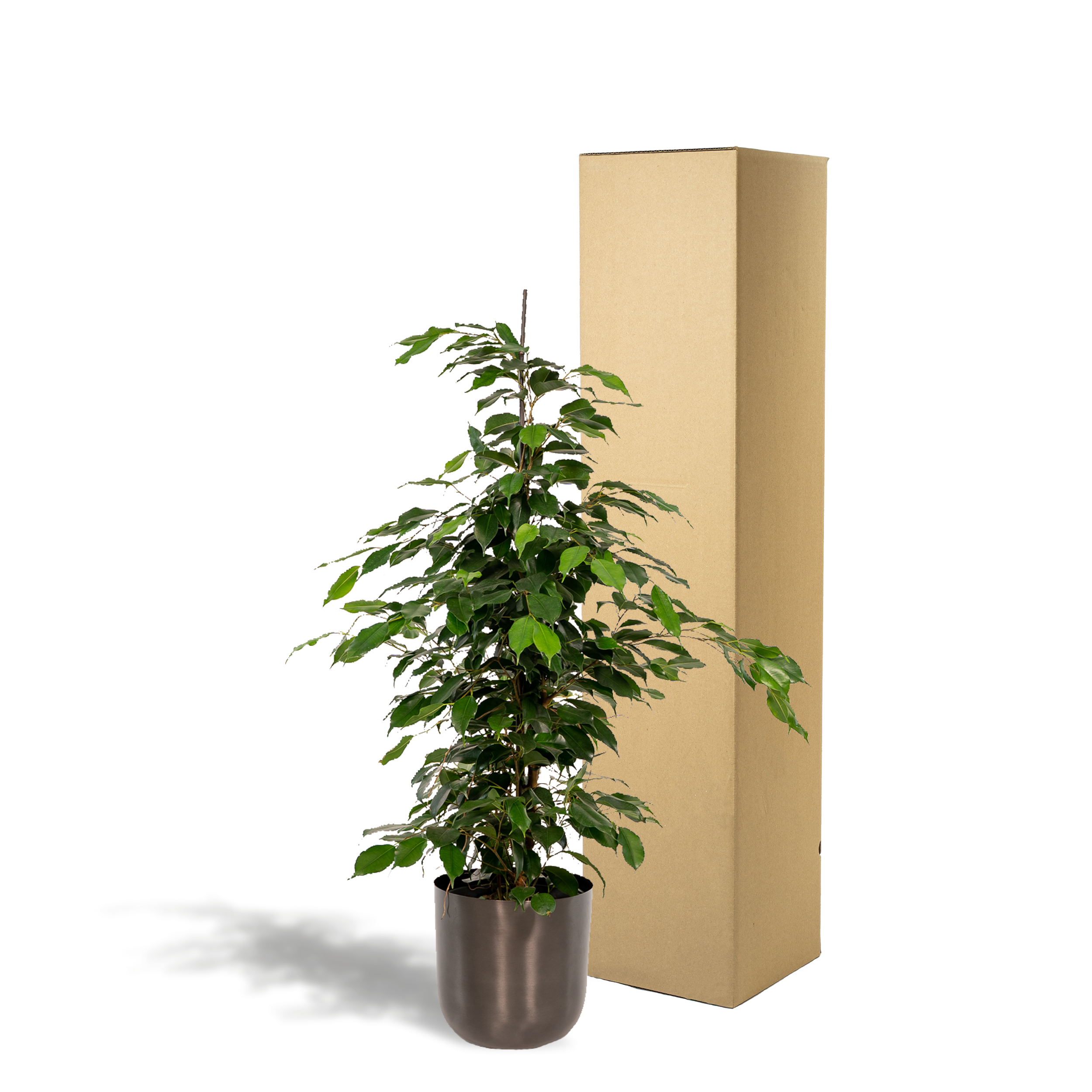 Ficus Benjamina Danielle Zimmerpflanze