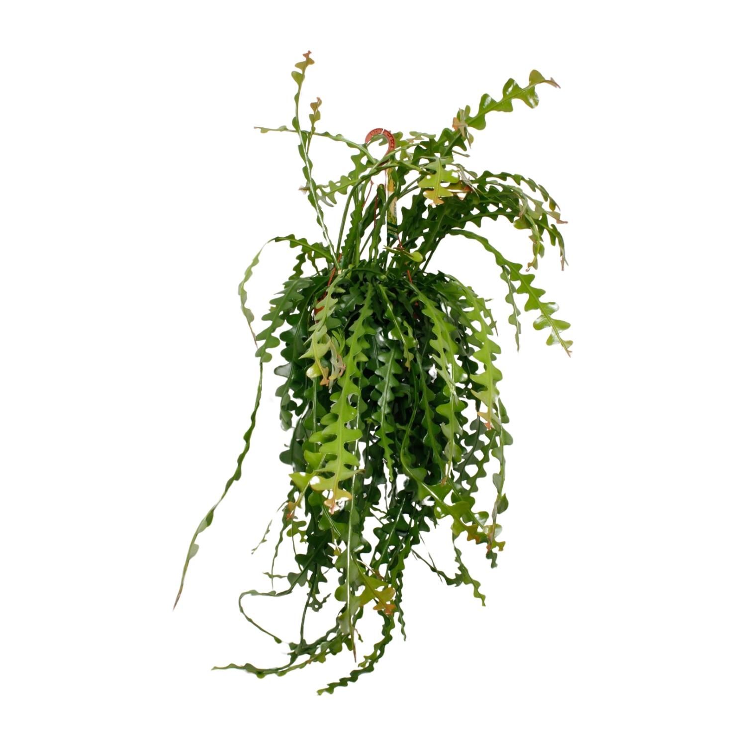 Ephiphyllum Anguliger Zimmerpflanze
