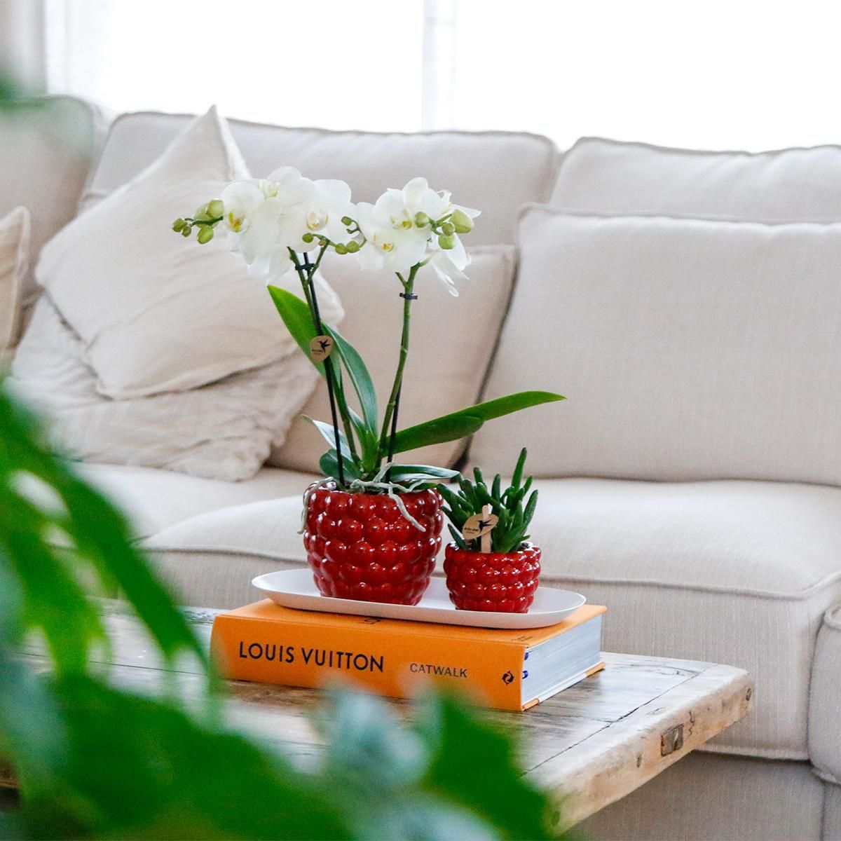 Phalaenopsis Orchideen Set mit Rhipsalis auf Bambustablett