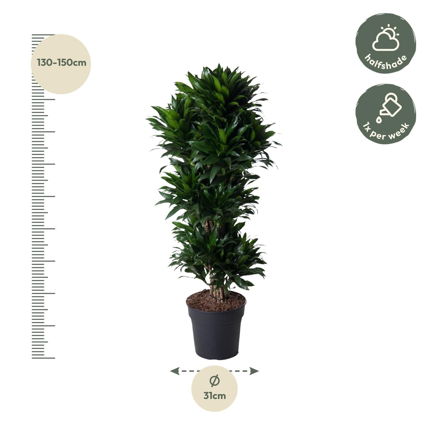 Dracaena Compacta - kompakte Zimmerpflanze mit glänzenden Blättern