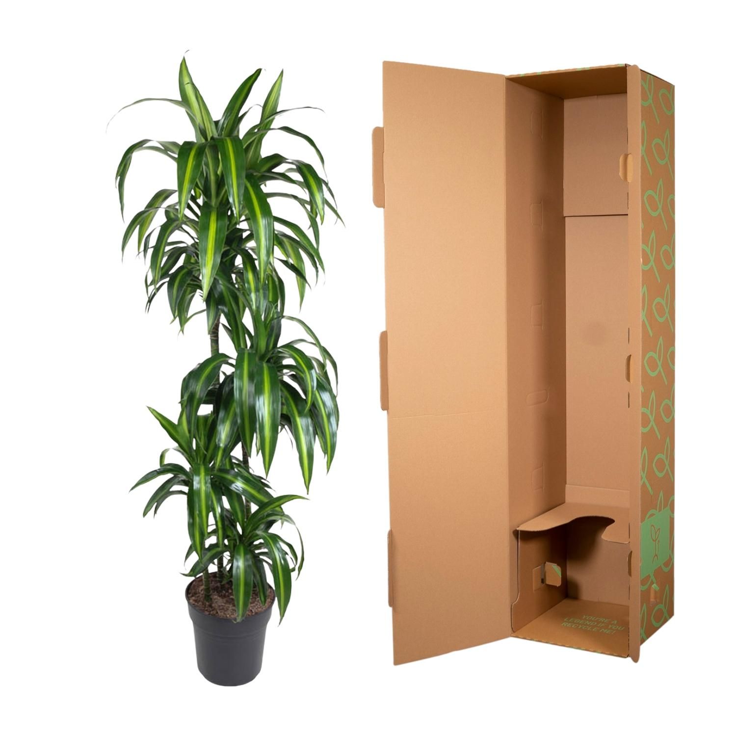 Dracaena Hawaiiana Zimmerpflanze