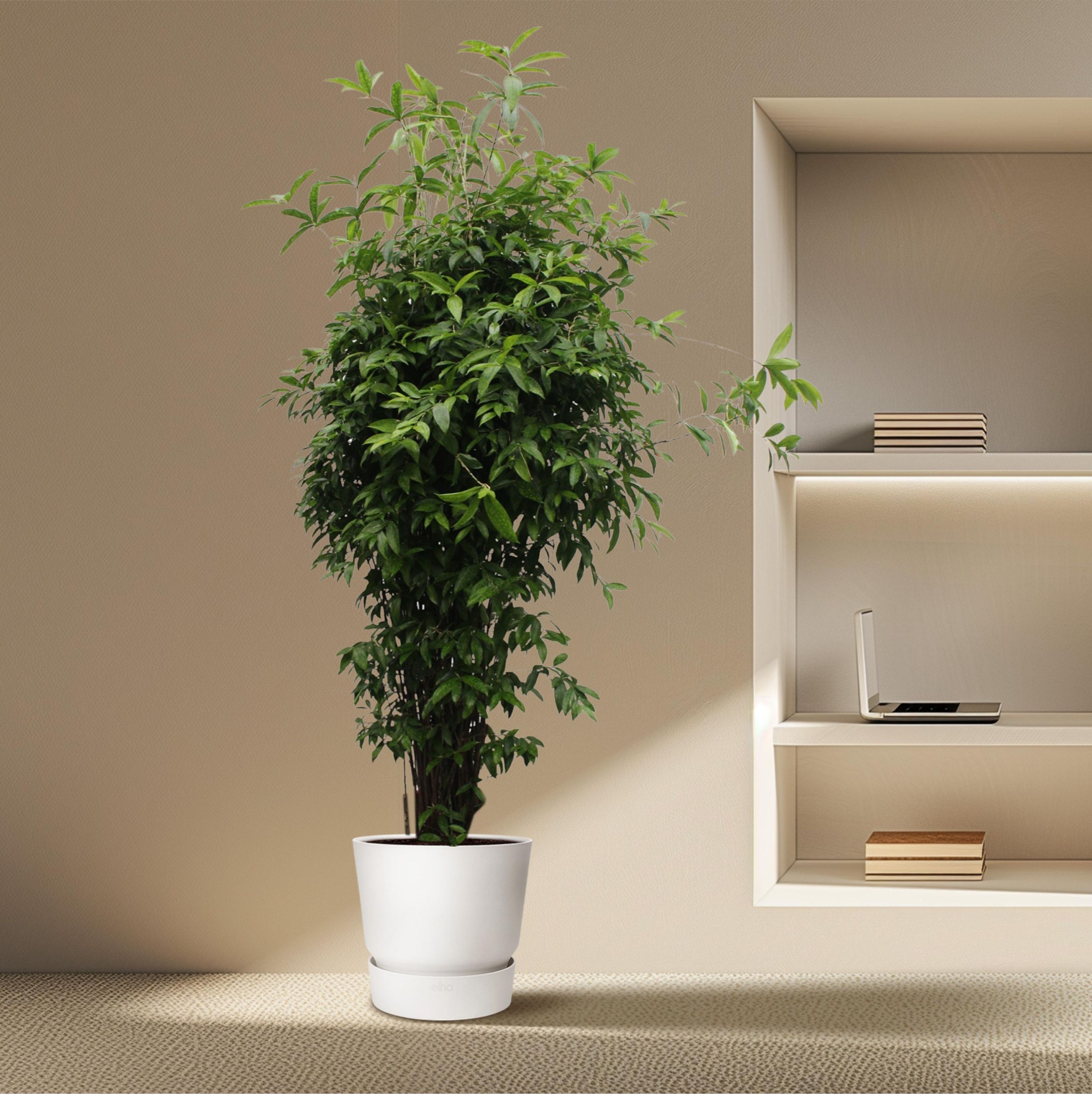 Dracaena Surculosa Zimmerpflanze