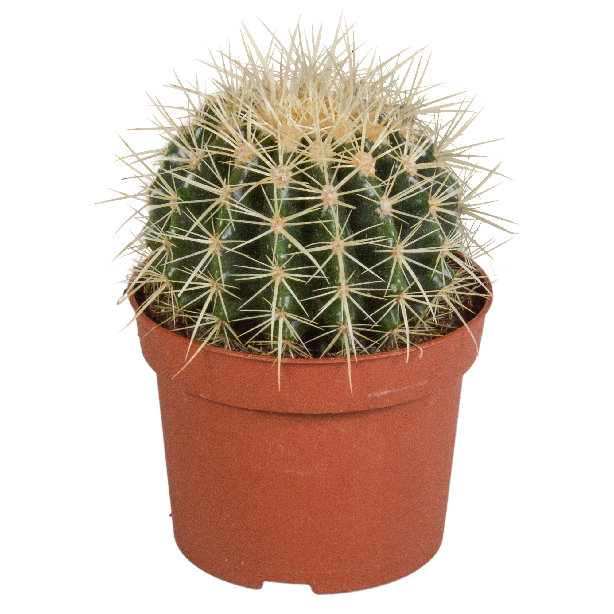 Echinocactus grusonii 12cm – Goldkugelkaktus – pflegeleicht