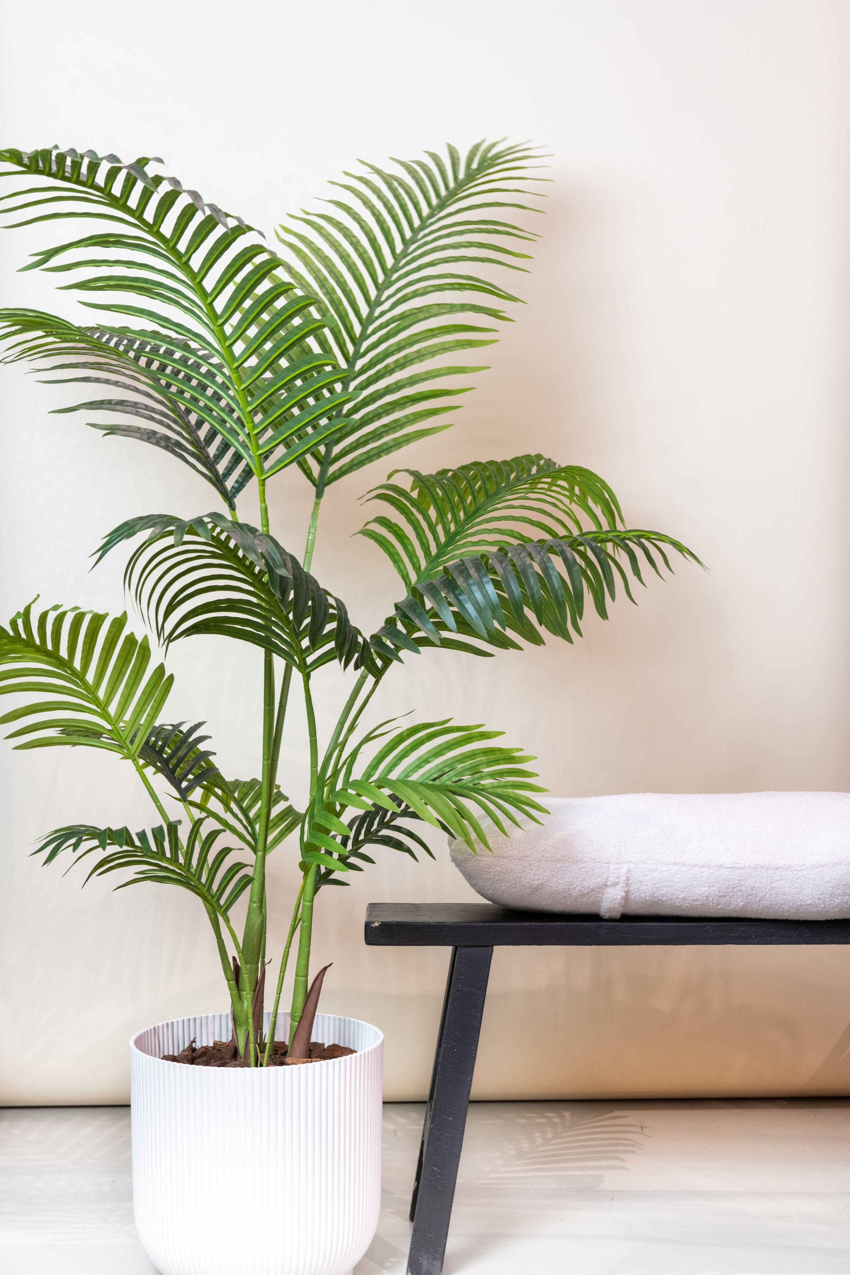 Künstliche Paradiespalme Howea Forsteriana