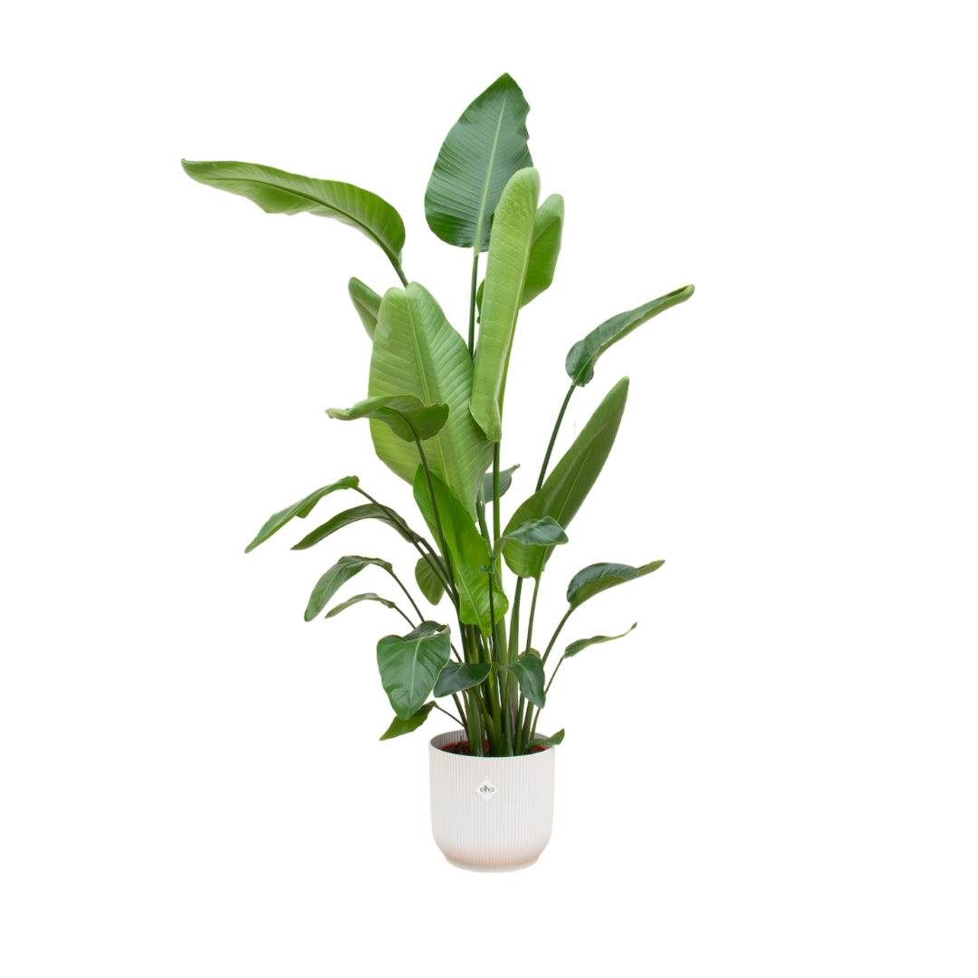 Strelitzia Nicolai Weißer Paradiesvogel Zimmerpflanze mit Elho Vibes Fold Round