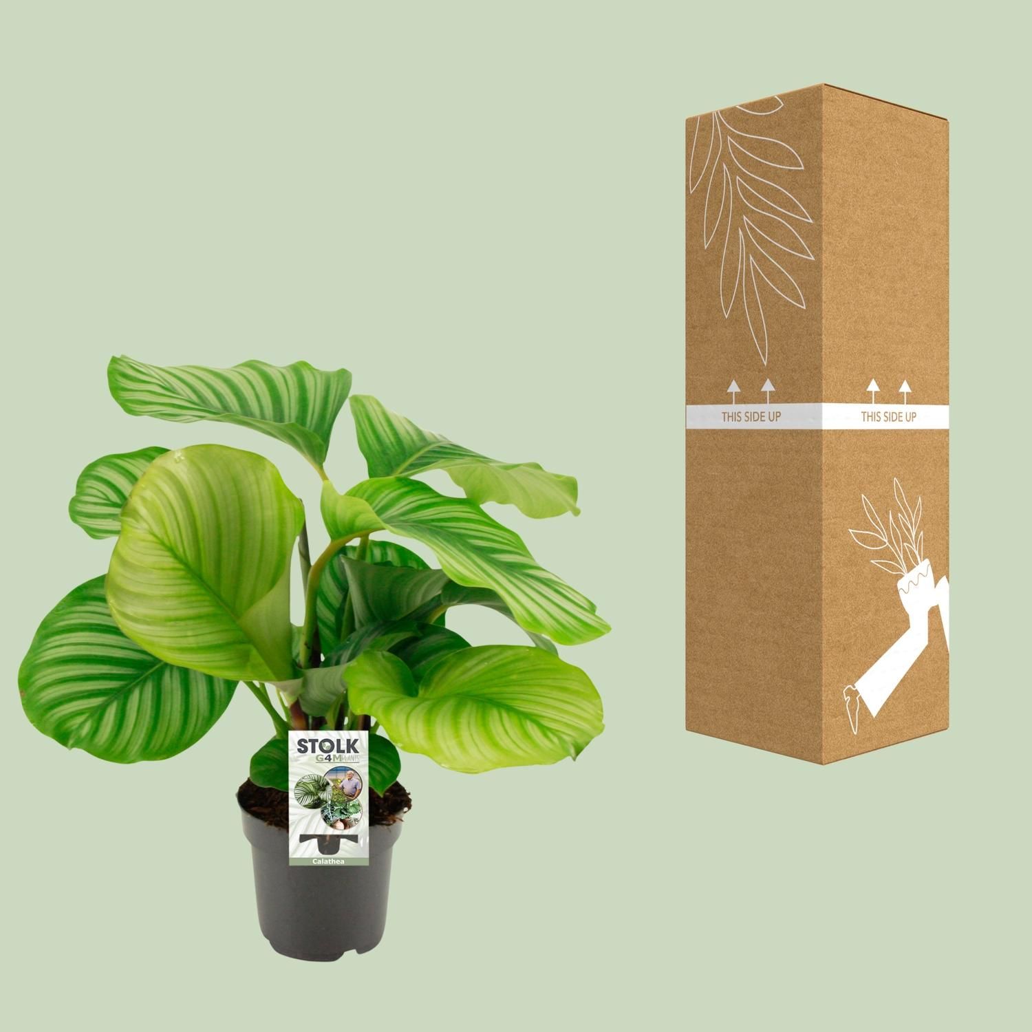 Calathea Orbifolia Zimmerpflanze mit prächtigen Blättern