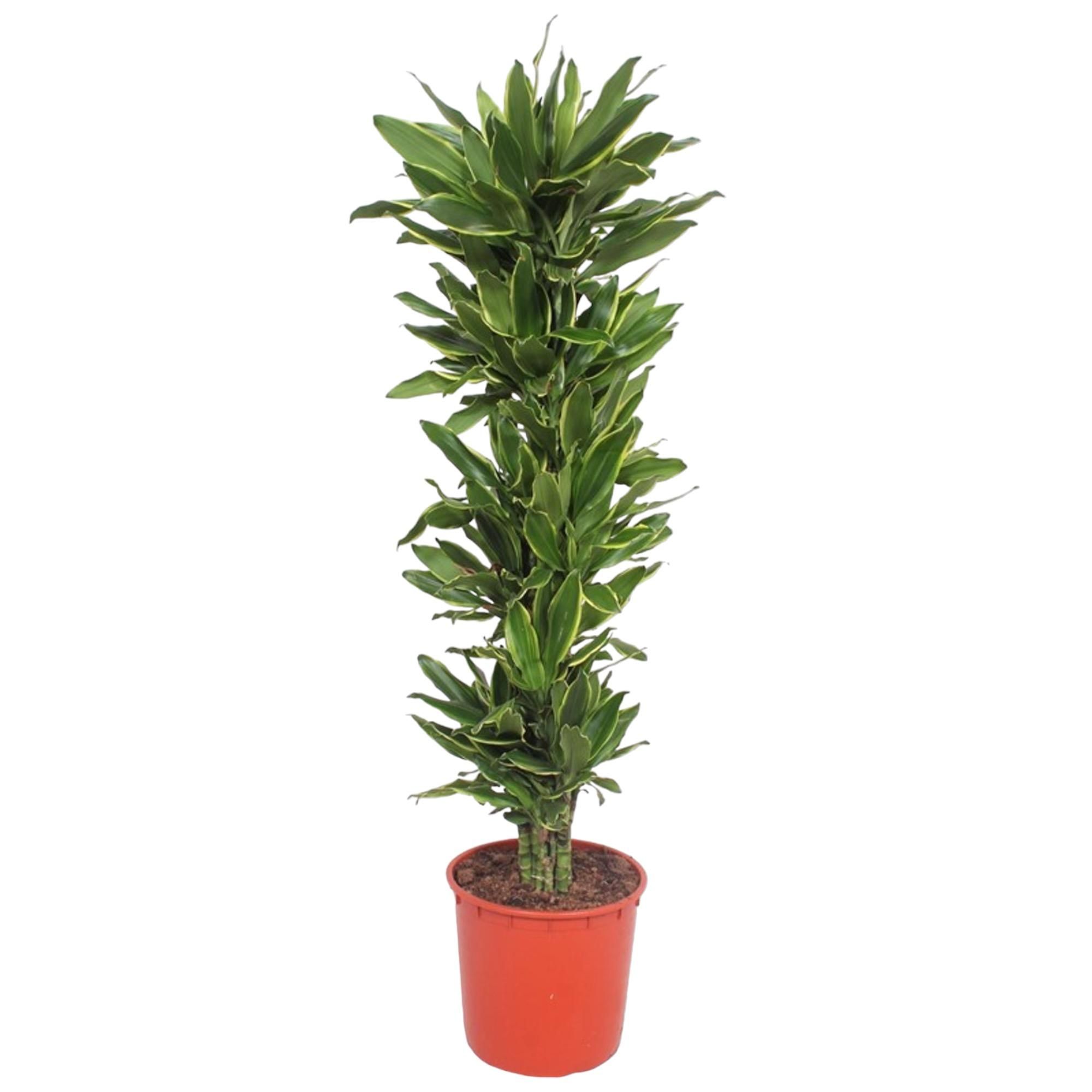 Dracaena Golden Coast Zimmerpflanze