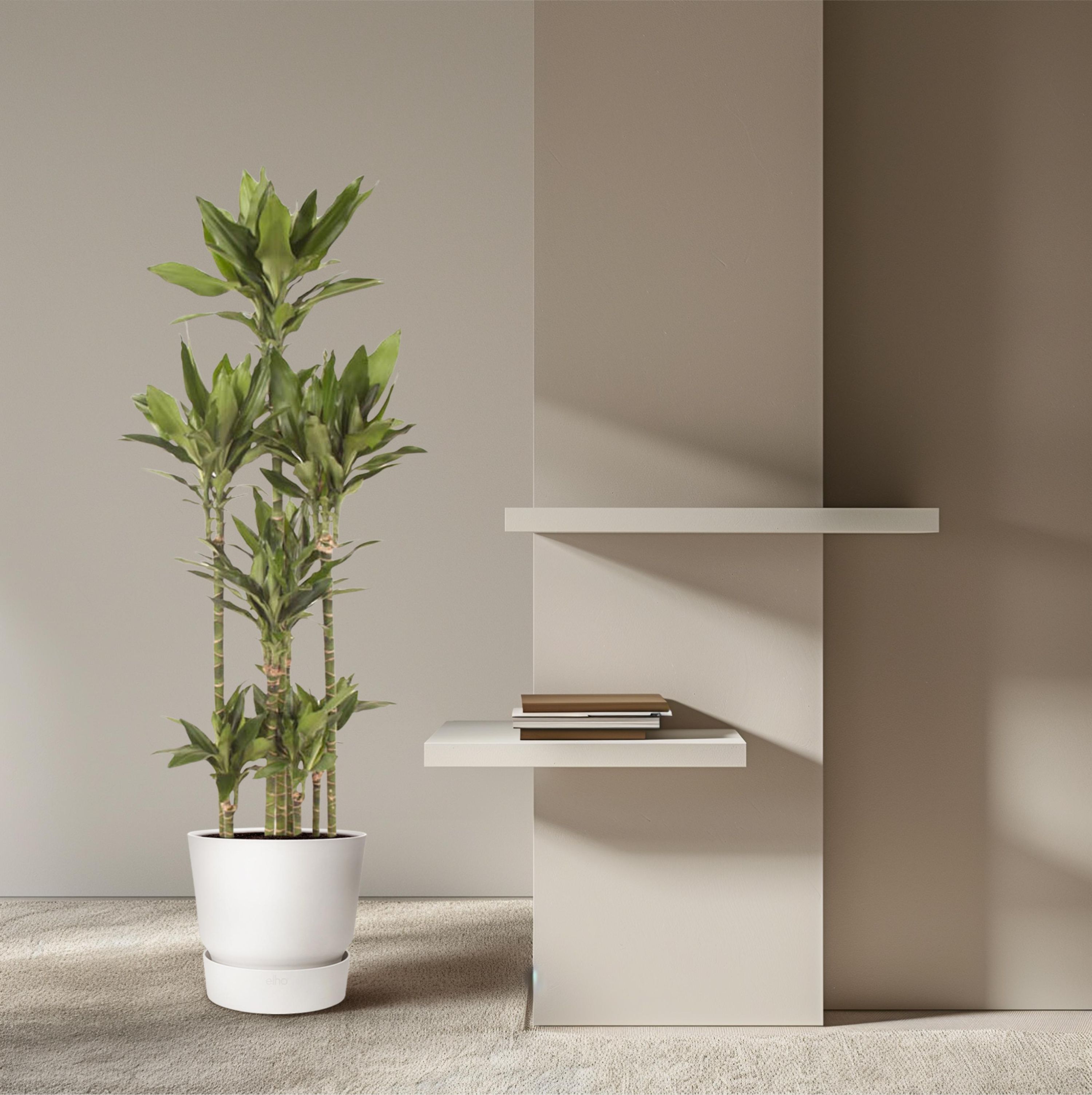 Dracaena Janet Craig Carrousel Zimmerpflanze