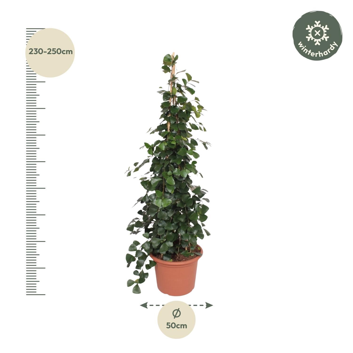 Ficus Trinova Pyramide elegante Zimmerpflanze