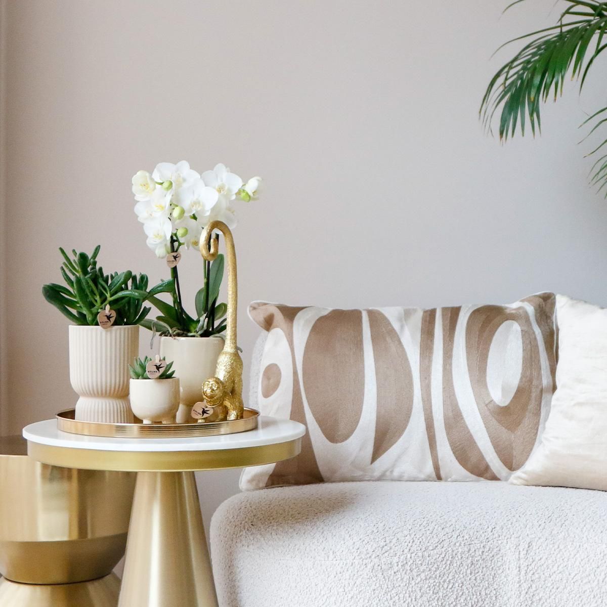 Phalaenopsis Orchidee mit Sukkulenten Luxury Living Set