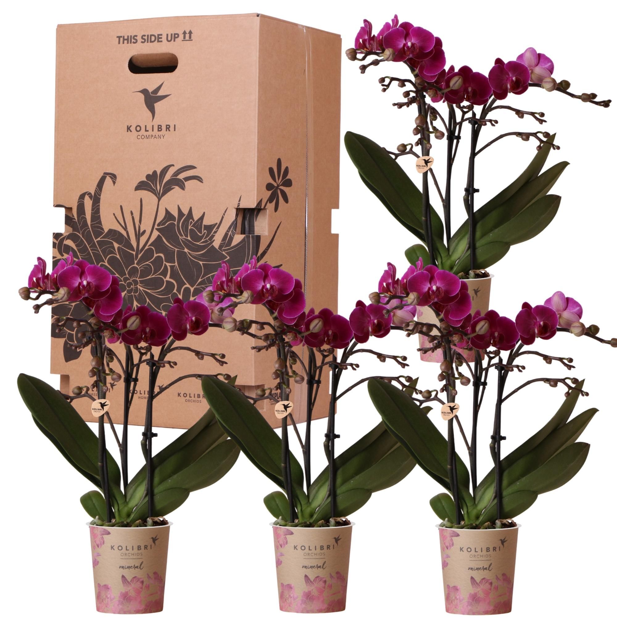 Kolibri Orchideen Überraschungsbox - Vielfältige Orchideen Qualität