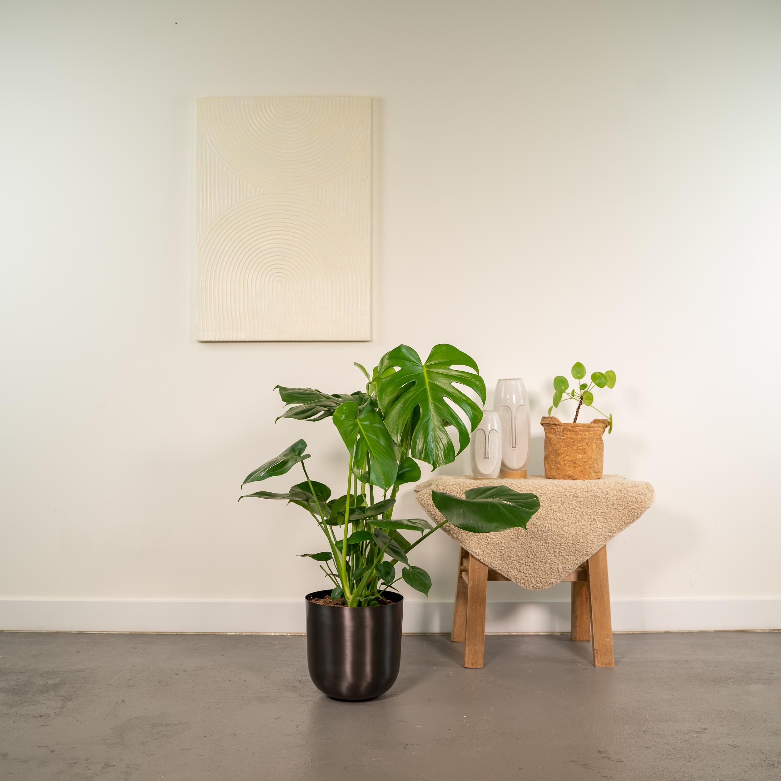 Monstera Deliciosa mit Mayk Lead Übertopf