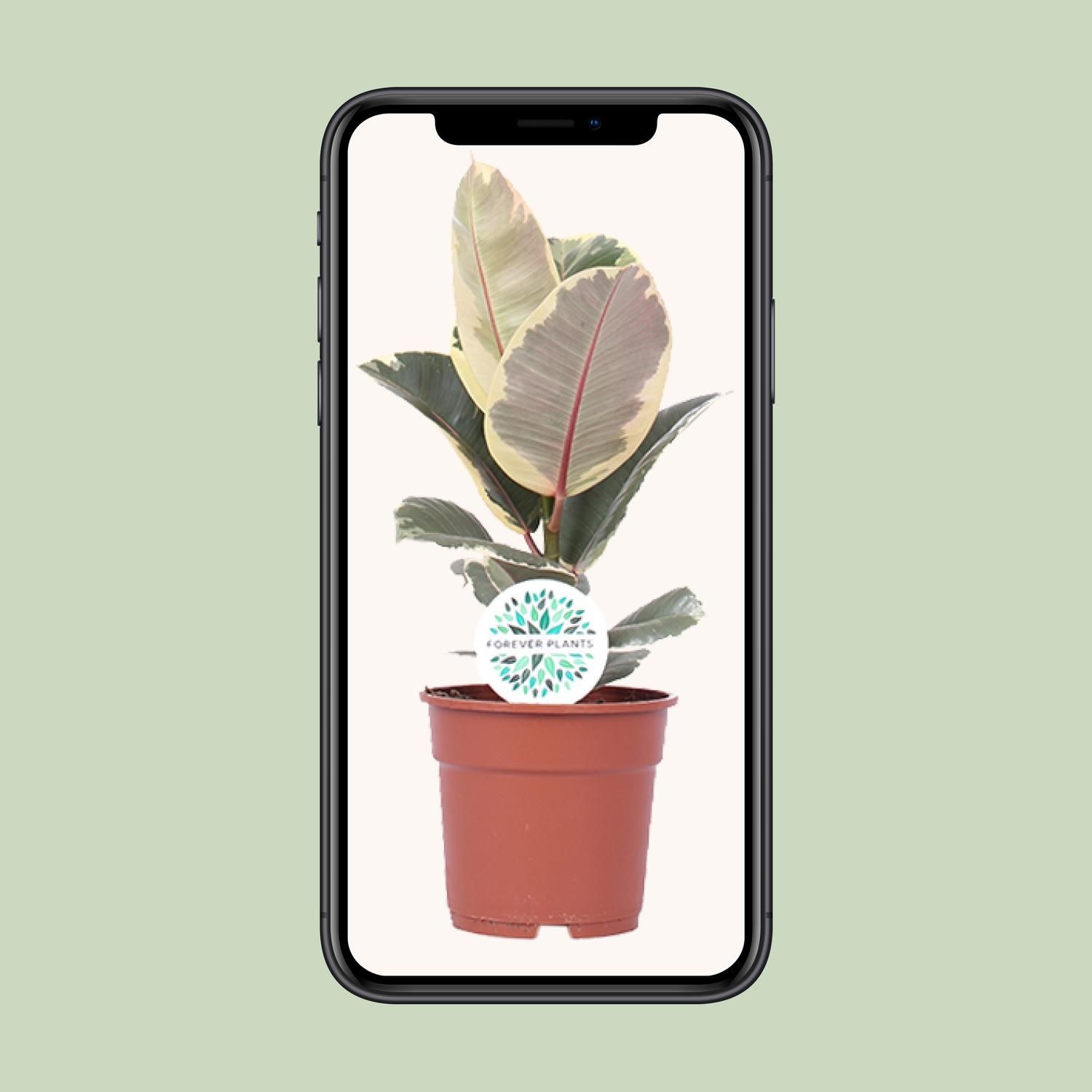 Ficus Elastica Tineke - Elegante Zimmerpflanze mit luftreinigenden Eigenschaften