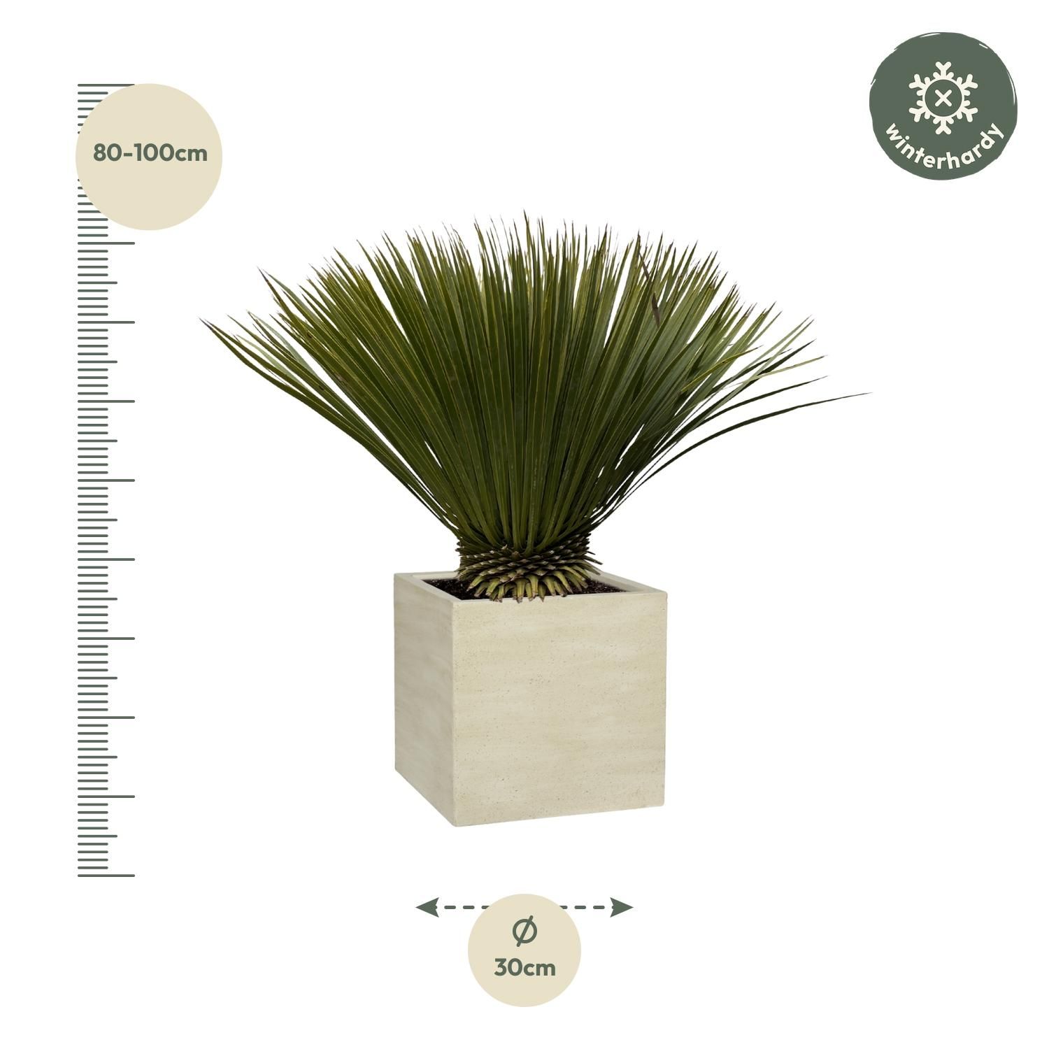 Yucca Rostrata – 75cm Höhe – Ø30cm Topf – Blaue Nadelpalme