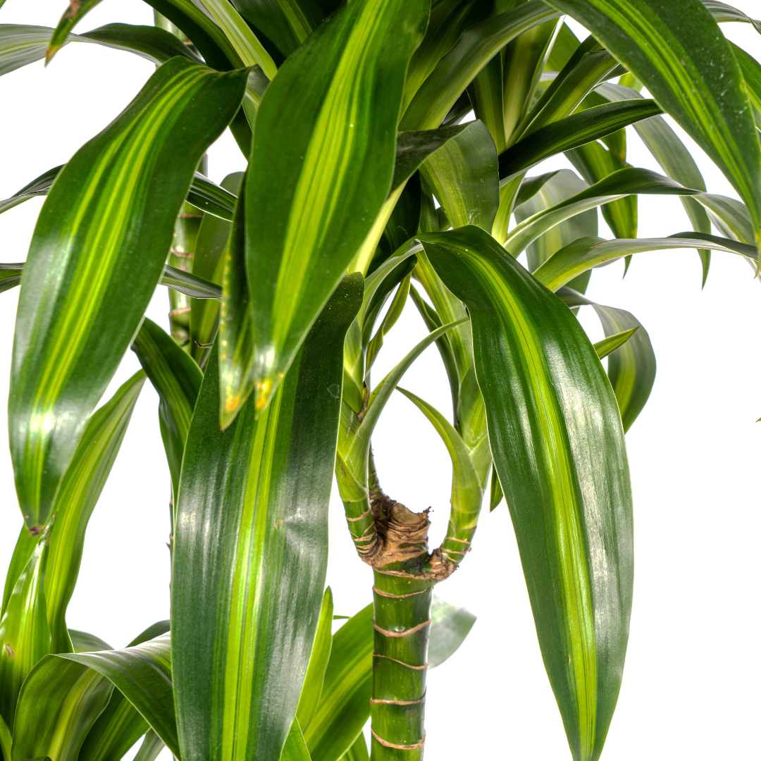 Drachenbaum Hawaiian Sunshine – Ø27cm | 1,70-1,90m Wuchshöhe