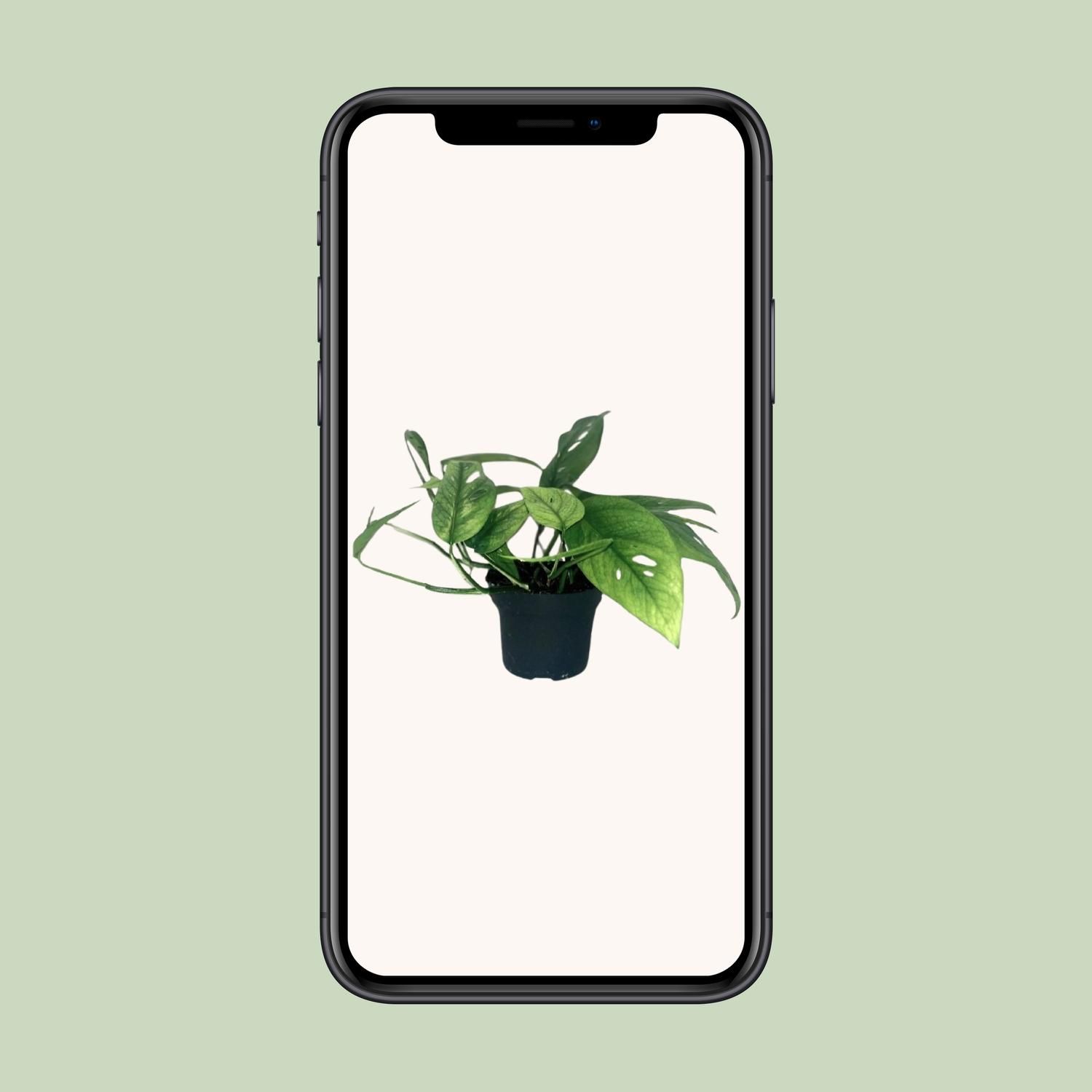 Epipremnum Cebu Blue Zimmerpflanze