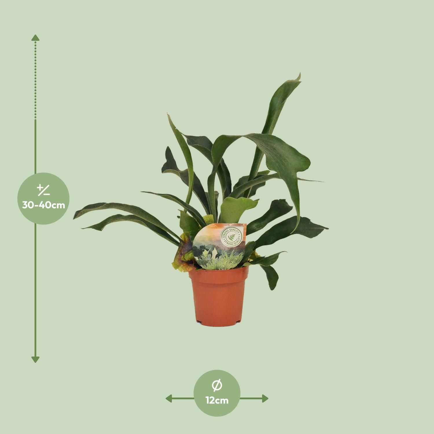 Hirschhornfarn Platycerium – Exotische Zimmerpflanze