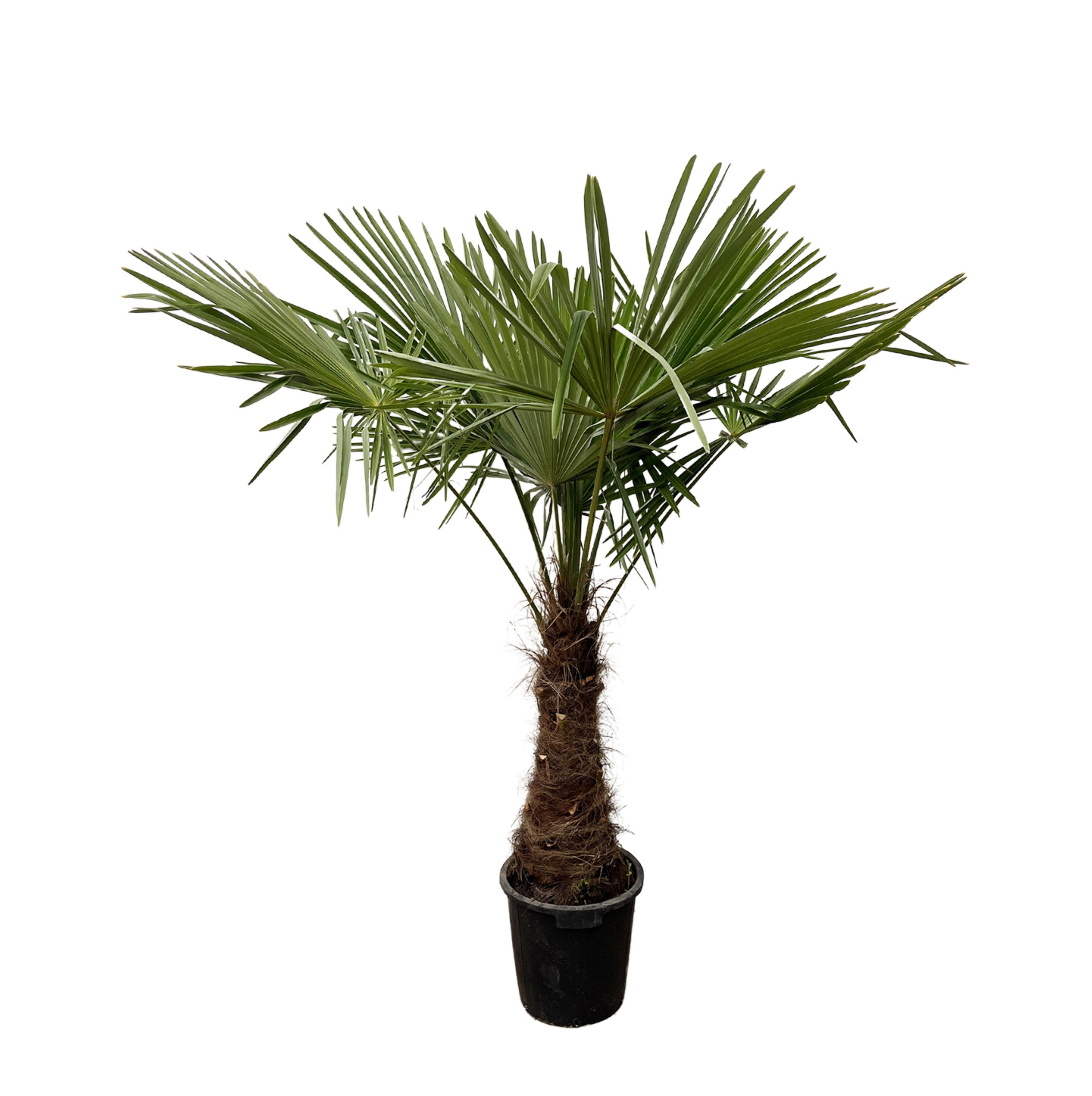 Trachycarpus Fortuneii Palme