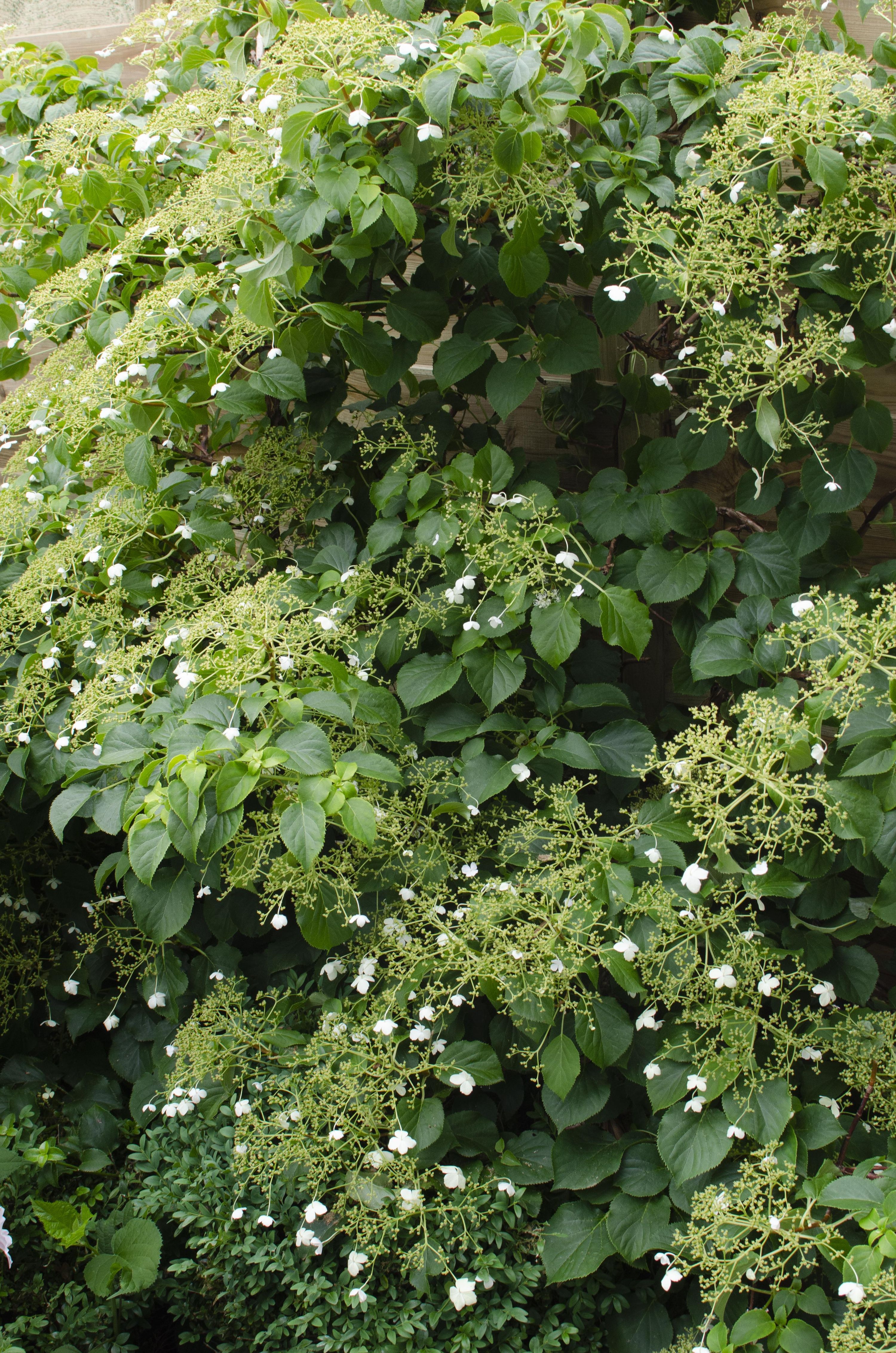 Kletternde Hortensie Hydrangea petiolaris