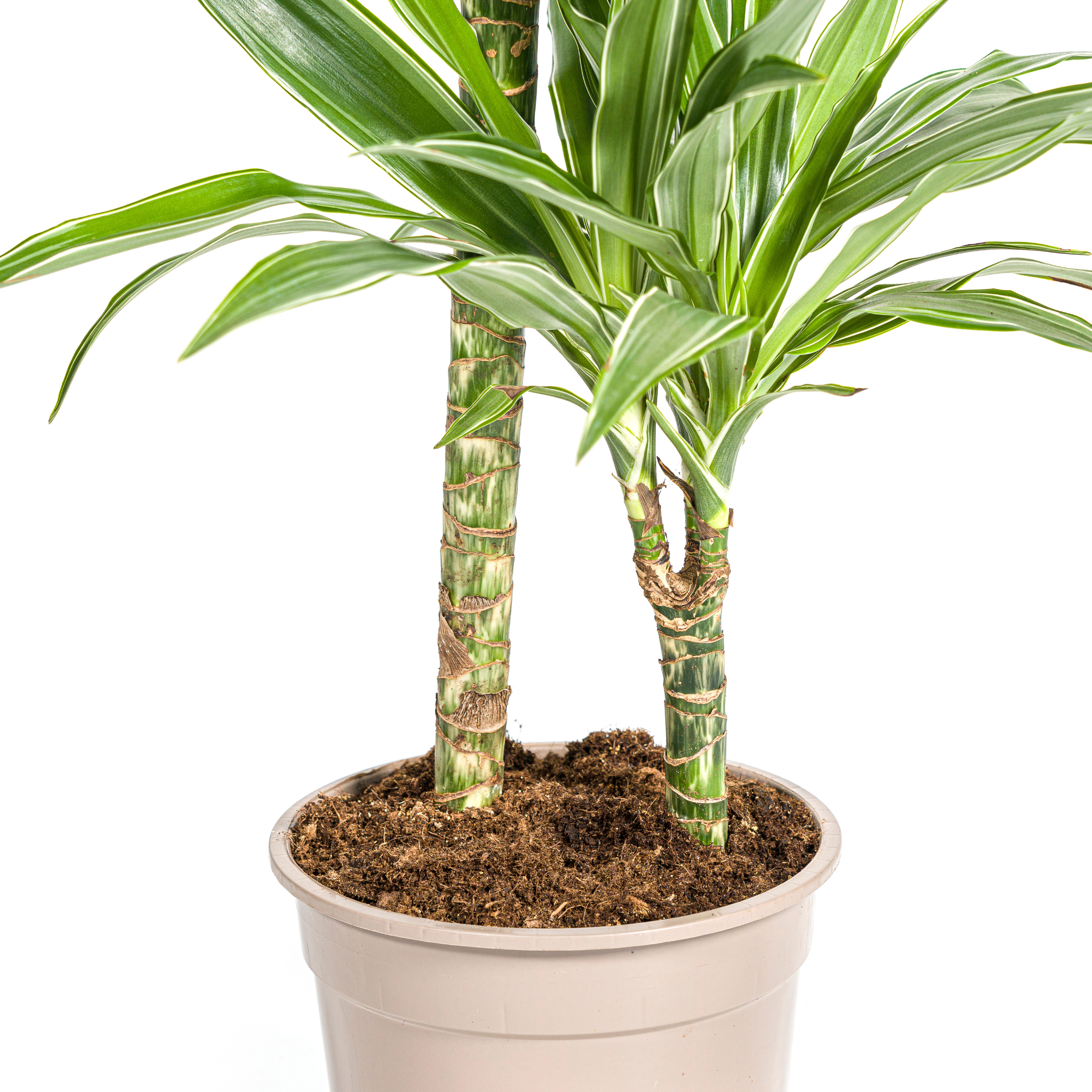 Dracaena Deremensis White Stripe – Zimmerpflanze – 70-90cm