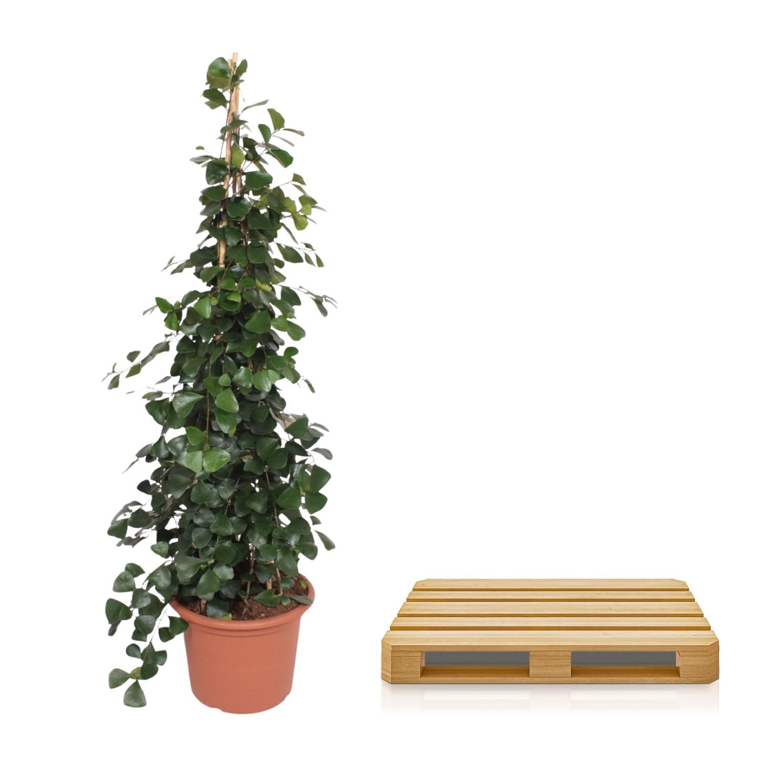 Ficus Trinova Pyramide elegante Zimmerpflanze