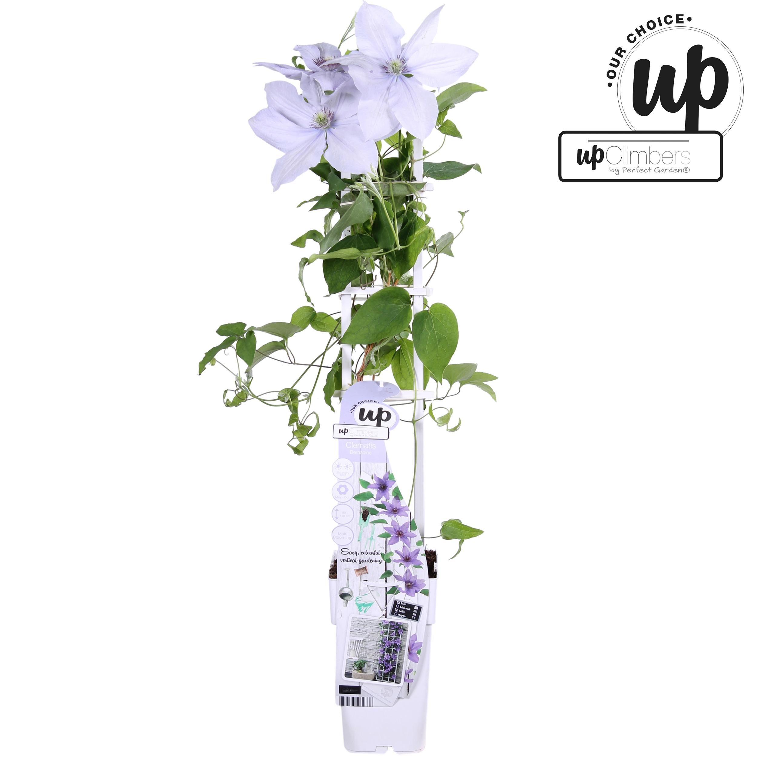 Clematis Bernadine Kletterpflanze mit Lavendelblüten