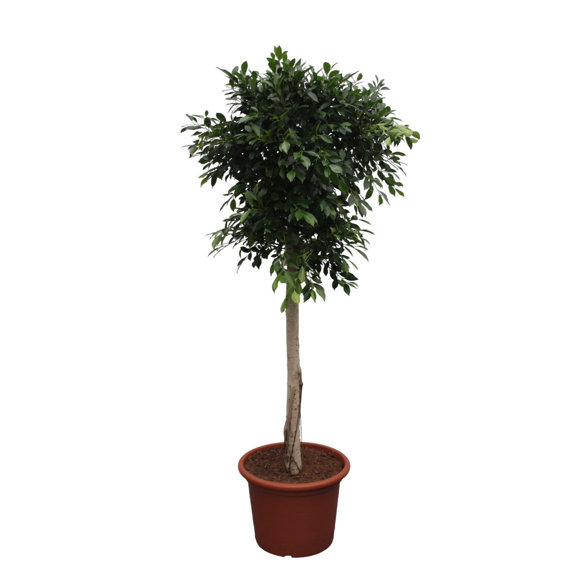 Ficus Nitida dekorativer Zimmerbaum