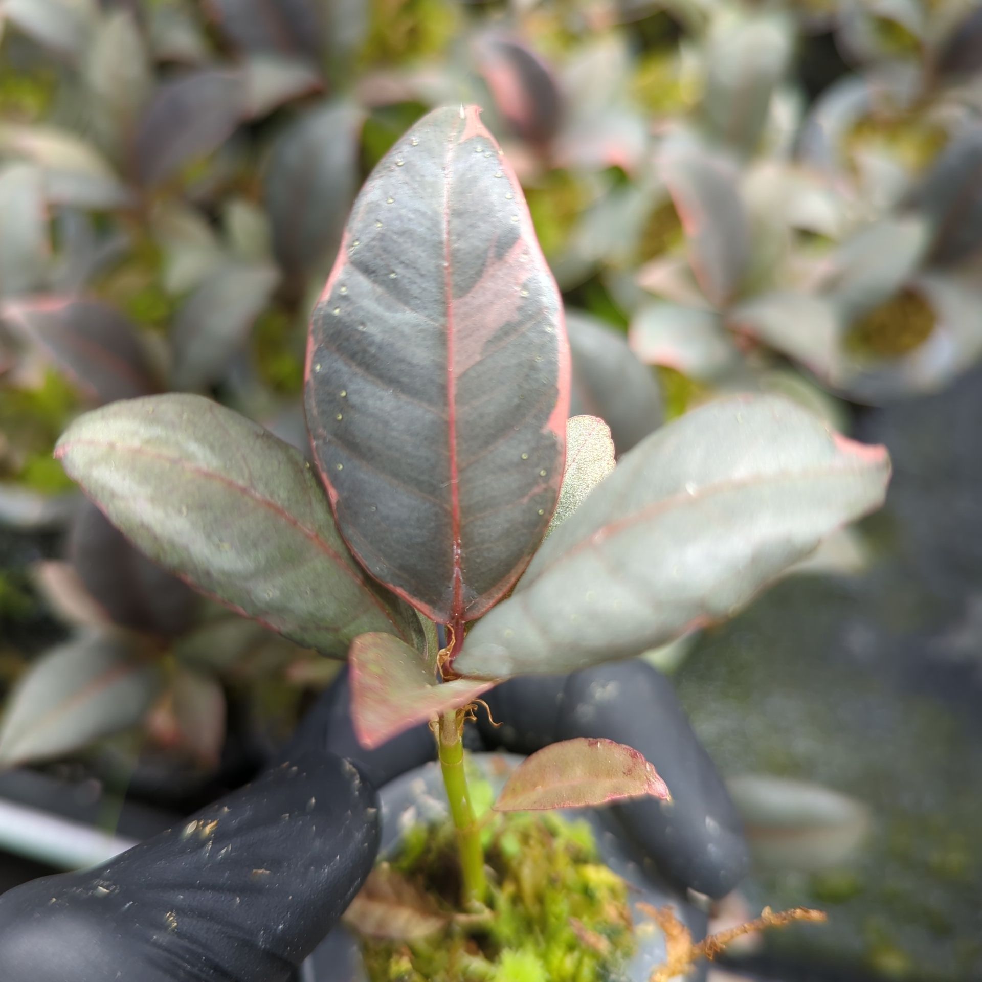 Baby Ficus elastica Ruby + selbstbewässernder Übertopf