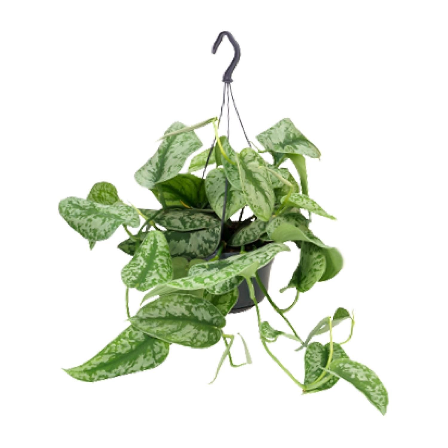 Scindapsus Pictus Trebie Zimmerpflanze