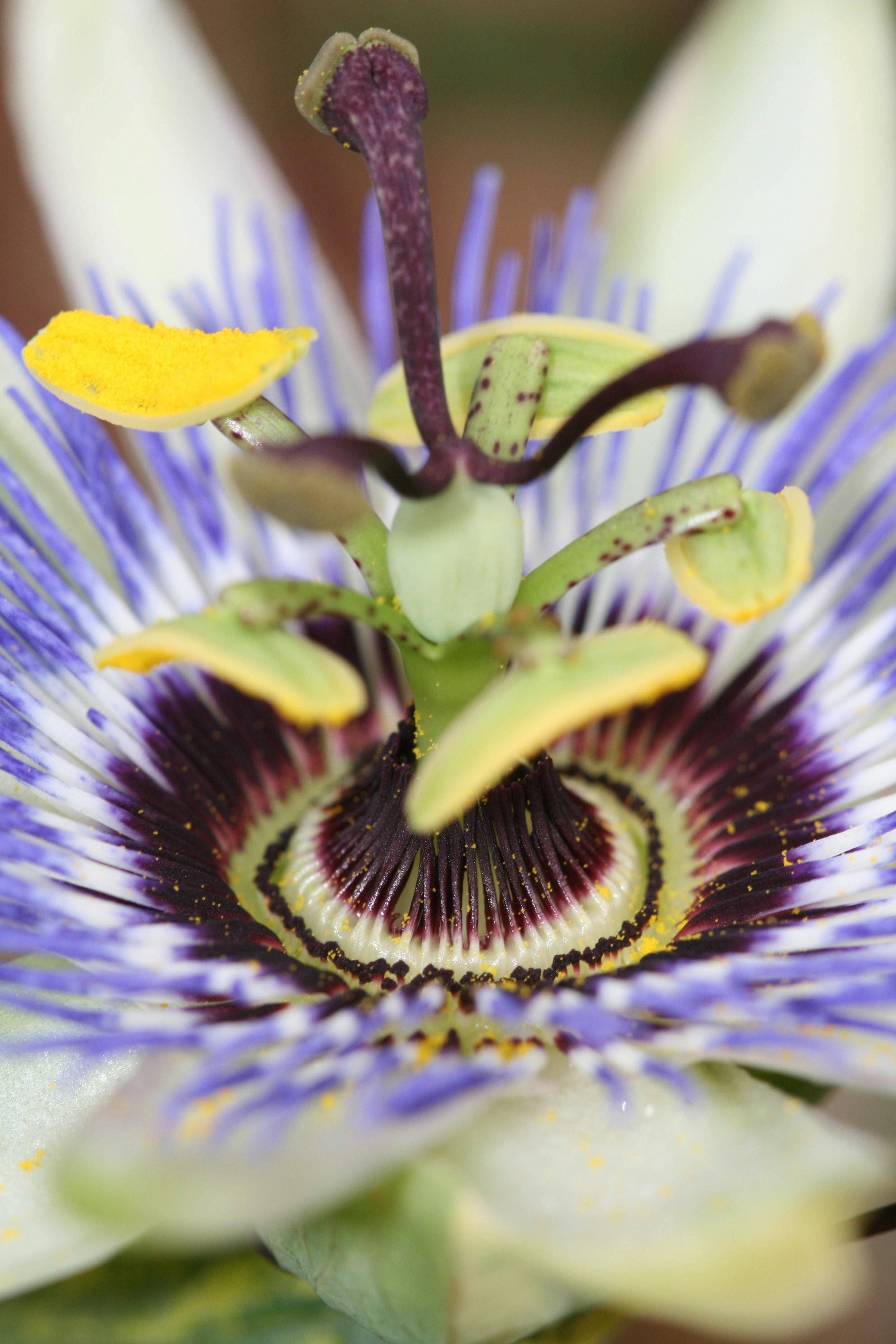 Passiflora Blau – winterharte Kletterpflanze mit blauen Blüten