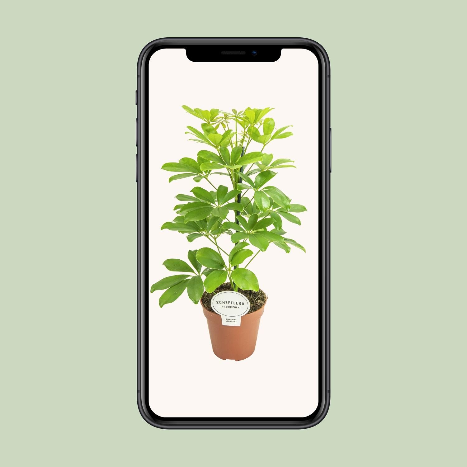 Schefflera Zimmerpflanze mit eleganten Blättern